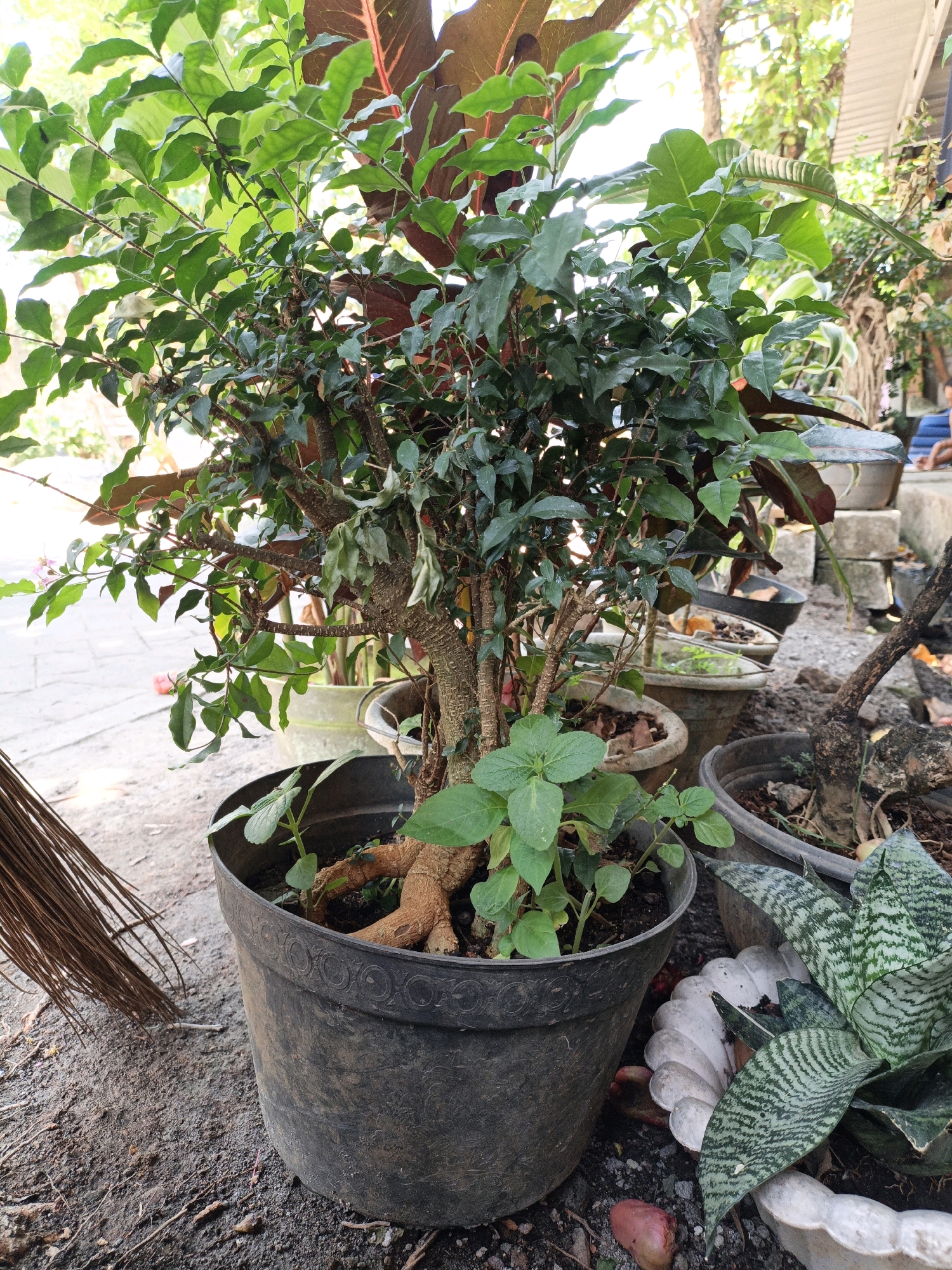 The image depicts an outdoor scene in Cikal, Indonesia, likely a residential yard or garden area. In the foreground, a large, dark plastic pot contains a flourishing green bush with multiple stems and numerous leaves. The plant has a thick, gnarled trunk-like base emerging from the soil. Smaller green plants grow at the base of the main plant. To the left of the pot, a brown broom made of natural fibers rests against the ground, its bristles fanned out. Behind the main pot, other potted plants are visible, including one with patterned, sword-shaped leaves (likely a snake plant). The ground is covered with soil, small stones, and scattered organic debris. In the background, more plants and foliage are present, along with what appears to be a concrete walkway and a building with a white roof. The overall setting is somewhat cluttered with various plants and gardening items, suggesting a casual and lived-in outdoor space. There are no visible people in the immediate foreground or midground of the image. The lighting suggests it is daytime, with sunlight filtering through the leaves of the plants.