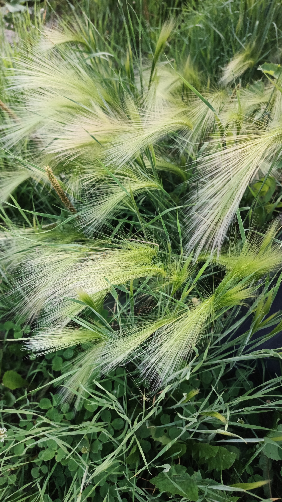 The image shows a close-up view of foxtail grass and other green foliage, likely in a natural or semi-natural setting within the city of Yekaterinburg, Russia. The foxtail grass, characterized by its feathery seed heads, is predominantly green with some lighter, almost white tips. The other green vegetation includes broad leaves and finer blades of grass. The lighting suggests it is daytime. There are no people or animals visible in the frame. The scene appears to be an outdoor environment, possibly a park, a backyard, or a neglected area where wild grasses are growing. The overall impression is one of natural growth and greenery.