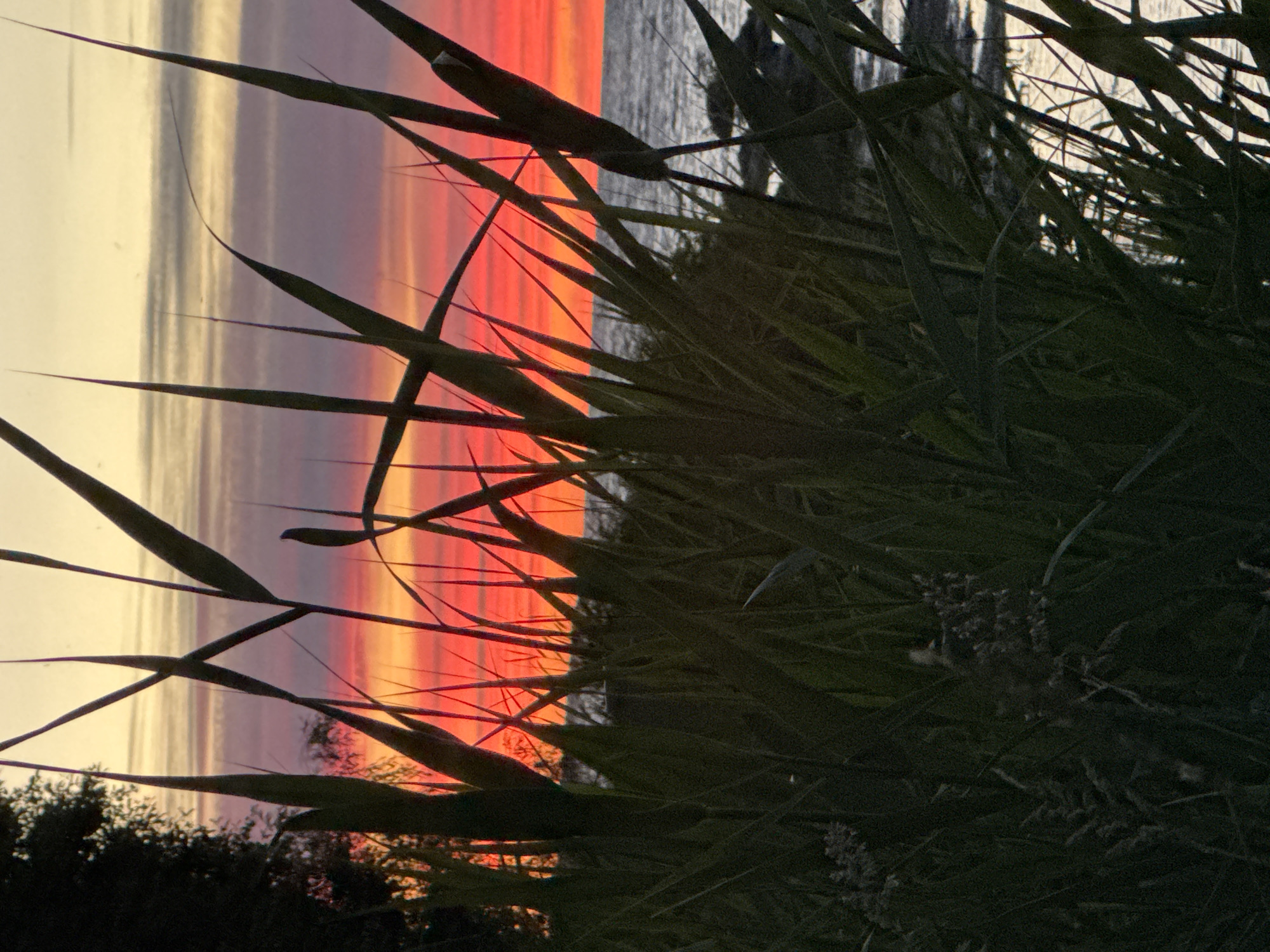 The image depicts a vibrant sunset over a body of water, likely a bay or sea, as seen from a shoreline with tall reeds in the foreground. The sky is ablaze with streaks of red, orange, and yellow, transitioning to paler hues of pink and yellow towards the left side of the frame. The water is a dark, muted gray, reflecting the colors of the sky in a less intense manner.
The reeds in the foreground are silhouetted against the colorful sky and water, their long, thin blades creating a textured frame for the scene. Some of the reeds are in sharp focus, showing their slender form and pointed tips, while others are more blurred, adding depth to the image. In the lower part of the image, the dark silhouettes of trees or bushes can be seen along the shoreline.
The time of day is clearly sunset, indicated by the dramatic colors in the sky. The weather appears calm, with the water being relatively still. While no specific landmarks are visible, the presence of reeds and a large body of water suggests a coastal or lakeside environment. The overall mood is one of natural beauty and tranquility, with the vivid colors of the sunset evoking a sense of awe. There is no visible text in the image. The location context of Tallinn, Estonia, suggests this scene could be along the Baltic Sea coast near the city.