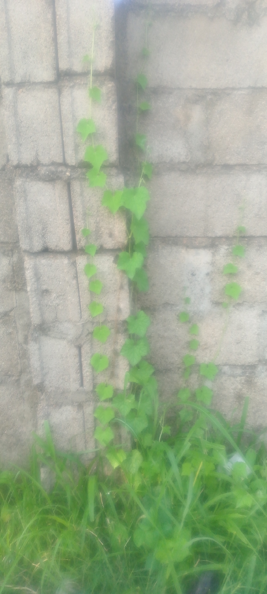 The image depicts a vine with heart-shaped green leaves growing up a rough, light-colored brick wall. The vine is slender and has multiple tendrils. Some blades of green grass are visible at the bottom of the frame, suggesting an outdoor setting. The lighting is diffused, and the overall image is slightly out of focus, giving it a soft, hazy appearance. The scene is consistent with a common urban landscape in Jalingo, Nigeria, where vegetation often grows against building structures.
