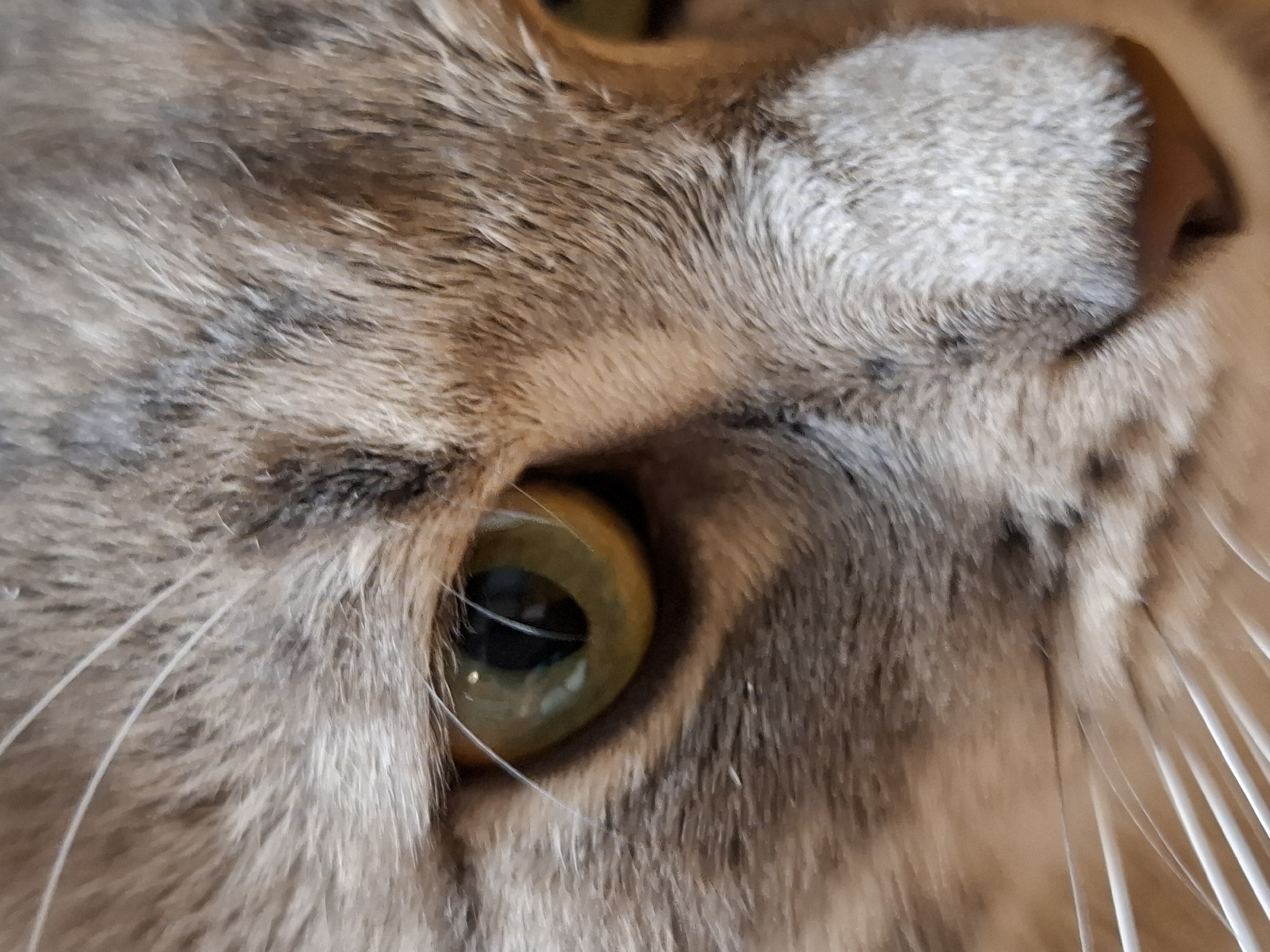 This close-up photograph, taken in Novi Sad, Serbia, captures the detailed profile of a cat's face. The primary focus is on the cat's right eye, part of its nose, and the surrounding fur, presented from a slightly upward-looking perspective. The cat exhibits a beautiful tabby coat with shades of grey, brown, and cream, showing individual fur strands and a soft texture. Its eye is prominent, featuring a striking yellowish-green iris and a dark, vertical pupil that appears alert and watchful, reflecting a subtle light. Several long, white whiskers are visible, extending from the side of its face. The cat's gaze is directed slightly upwards and to the right, conveying a sense of calm curiosity or attentiveness. The lighting is soft and diffused, suggesting an indoor setting. No text is visible in the image.