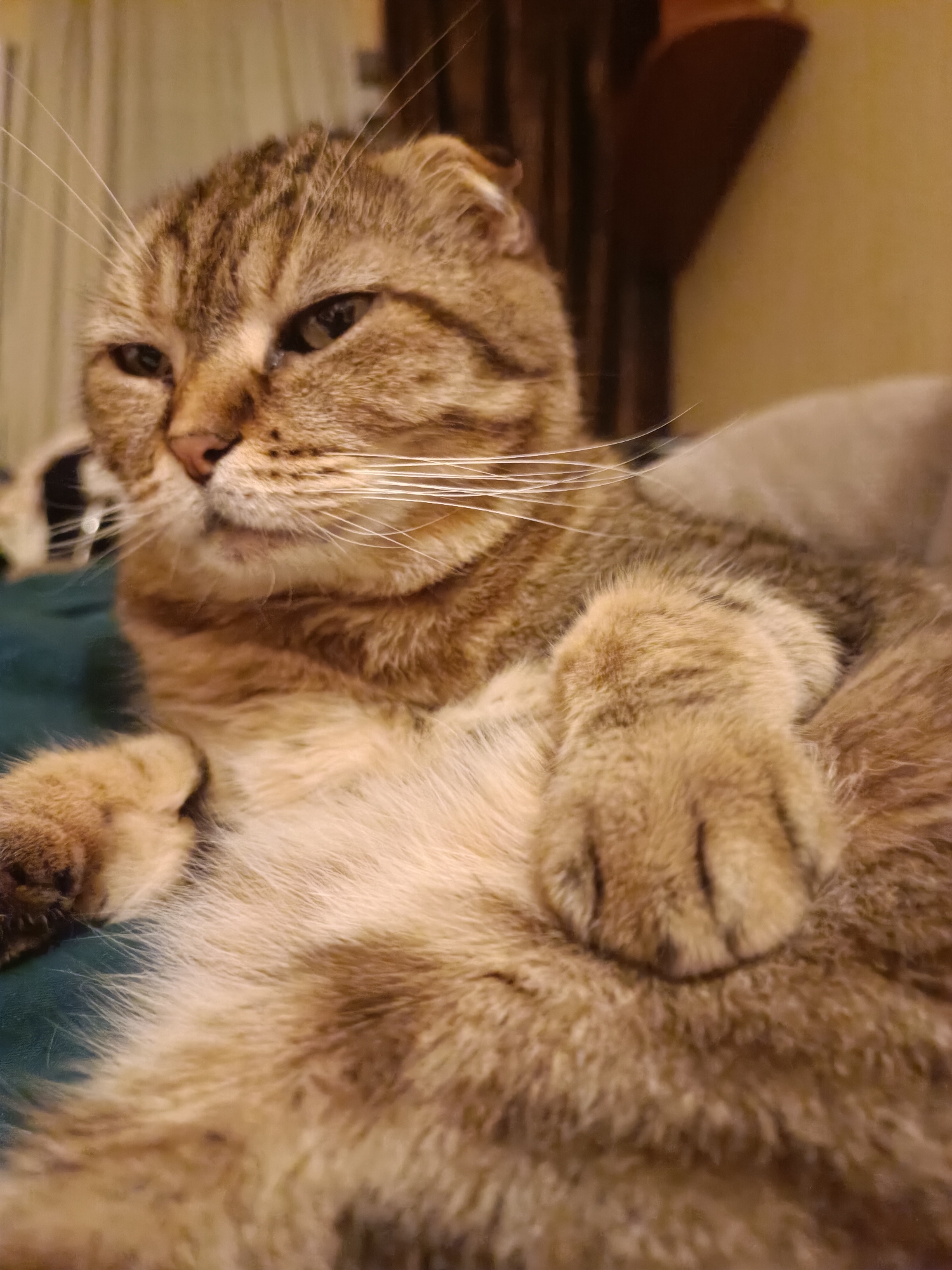 An image shows a tabby cat with folded ears lying down indoors. The cat's fur is a mix of brown and cream, with distinct tabby markings. Its eyes are partially closed, and its paws are crossed in front of its chest. The background is blurred, suggesting the image was taken in a domestic setting. There is no information about the location in Kyiv, Ukraine.