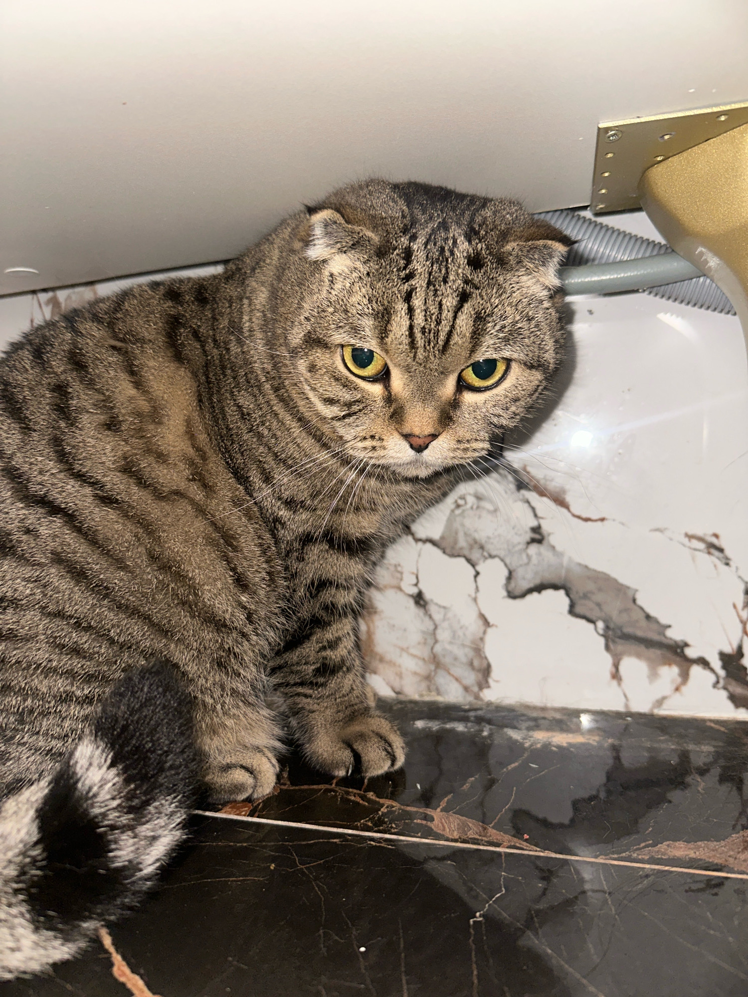 A Scottish Fold cat with tabby markings and yellow eyes is sitting on a black marble surface. The cat is positioned on the left side of the frame, facing the viewer with its head tilted down. Behind the cat, there is a white surface with a grey corrugated pipe and a gold bracket attached to it. The background appears to be an indoor environment, potentially a bathroom or utility area, with marble-patterned tiles. The scene is set within the Азінскі сельскі Савет, Belarus.