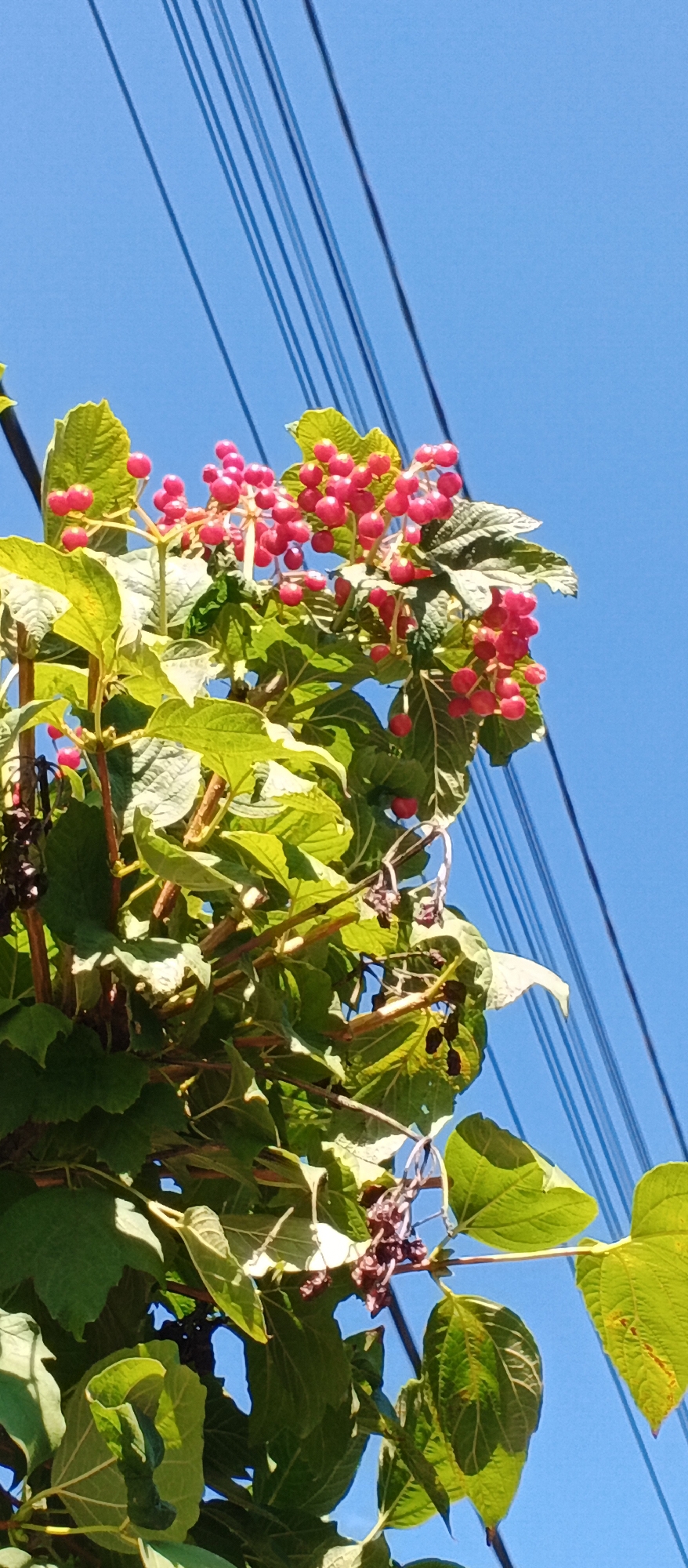 A close-up, low-angle shot captures a vibrant cluster of bright pink berries on a lush green plant against a clear blue sky. The plant's leaves are large and textured, with visible veins. In the background, several black electrical wires run diagonally across the frame, casting faint shadows. The scene appears to be outdoors, with the plant possibly growing near overhead utility lines. The image was taken in Mukachevo, Ukraine.