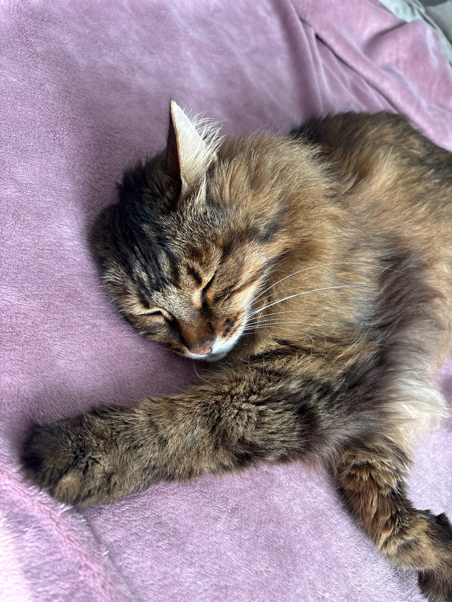 A domestic cat with brown and black tabby fur is sleeping on a pink blanket. The cat is lying on its side with its eyes closed and its front paw extended. The blanket is soft and textured, with some wrinkles and folds. The image is taken from a top-down angle, with the cat occupying most of the frame. The lighting is soft and natural, casting a gentle shadow on the blanket. The location is not specified and cannot be determined from the image.
