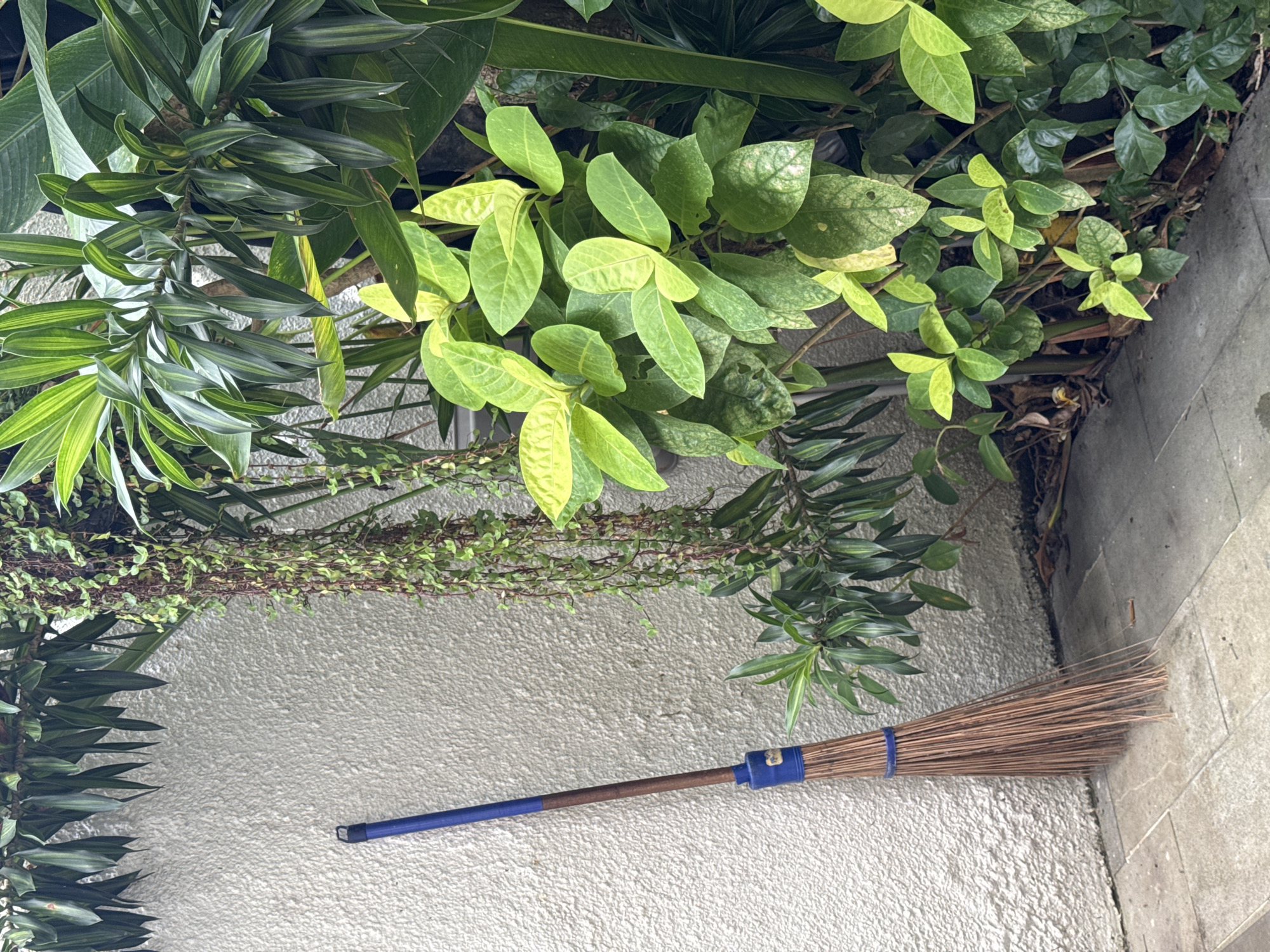 The image depicts a broom lying on a light-colored, textured surface, possibly concrete or stucco, adjacent to lush greenery. The vegetation includes plants with varying leaf shapes and shades of green, creating a dense, layered effect. The broom has a wooden handle with blue accents and a natural fiber head. The environment is well-lit, suggesting an outdoor setting. The location is Kuta Selatan, Indonesia. No people, actions or interactions are visible.