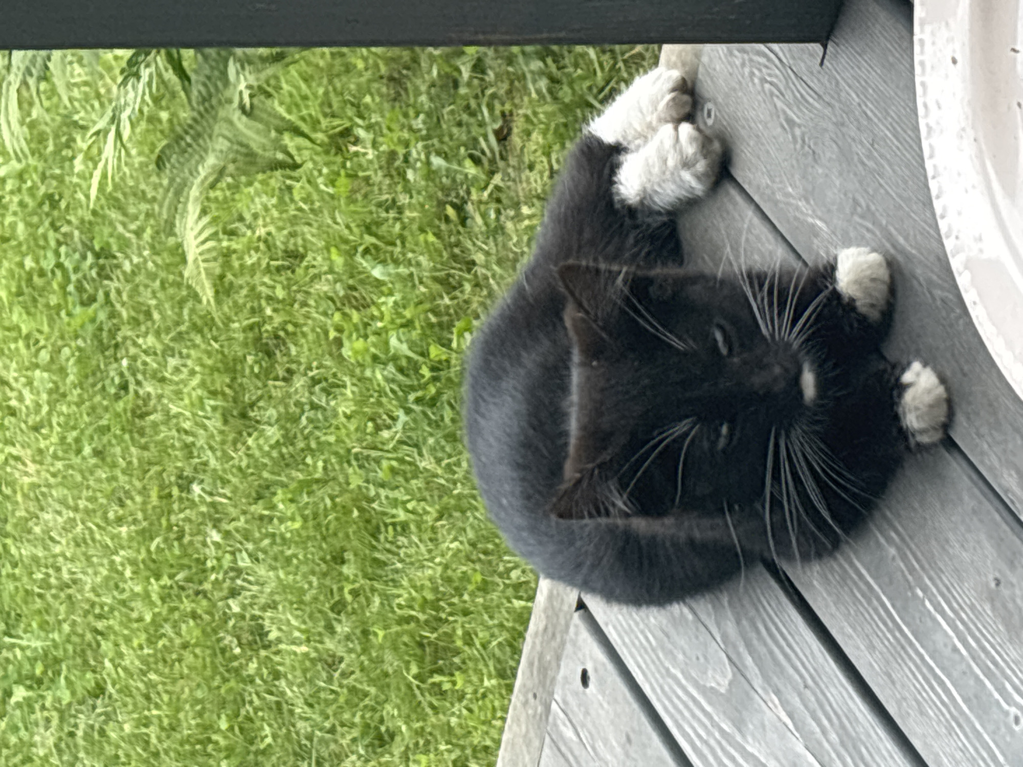 A black and white cat is lying on a wooden deck. The cat is facing the camera, with its eyes partially closed. Its front paws are tucked under its chest, and its hind legs are stretched out behind it. The cat has white socks on all four paws. The deck is made of weathered gray wood planks. In the background, there is green grass and some foliage. The scene appears to be outdoors, possibly in a backyard or garden. The image is taken from a slightly elevated angle, looking down at the cat.