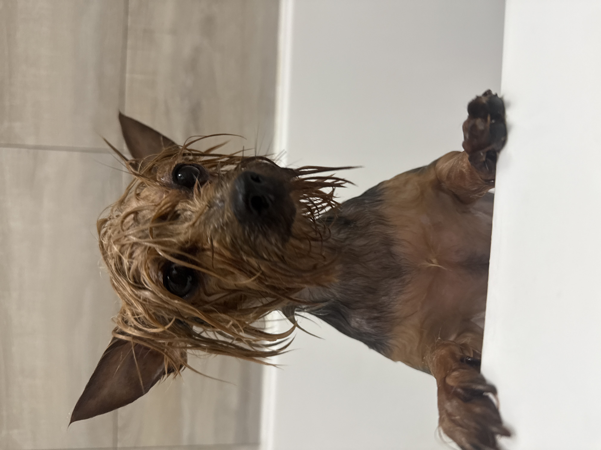 A small, wet dog, likely a Yorkshire Terrier or similar breed, is prominently featured in the image, peering over a white ledge. The dog's fur is dark brown and black, visibly wet and matted, giving it a shaggy appearance. Its ears are upright and pointed, and its large, dark eyes are wide and intently focused directly at the camera, conveying a curious and slightly endearing expression. Its wet nose is partially visible towards the center of the frame.
The dog appears to be in a bathroom setting, likely within a bathtub or shower enclosure, indicated by its saturated fur and the surrounding elements. Its front paws are resting on a clean, white vertical surface or partition, suggesting it is looking up and over this barrier. The background to the left consists of light-colored, possibly beige or grey, rectangular tiles, typical of a bathroom wall. The lighting in the scene is bright and even. No text is visible in the image. The external context places the location in Chaikovsky, Russia, though this specific detail is not visually discernible from the photograph itself. The scene captures a moment likely during or immediately after a bath.