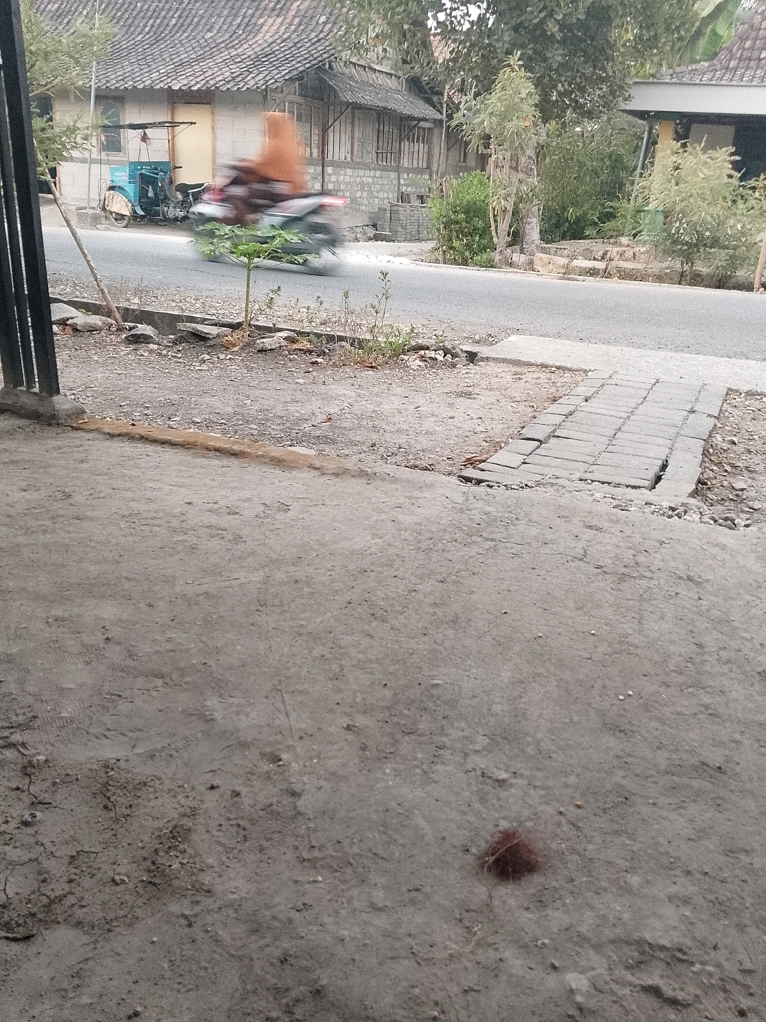 In the city of Wadang, Indonesia, a scene unfolds along a street lined with modest buildings. The foreground shows a rough, grey concrete surface, possibly a pathway or sidewalk, with some debris and a solitary, small, reddish-brown clump of organic material.
Further back, a paved road is visible, with a blur of motion indicating a motorcycle traveling at speed. The rider, wearing an orange headscarf and brown clothing, is indistinct due to the motion. To the left of the road, a blue motorized tricycle is parked, its canopy extended. Behind the vehicles, a low-slung building with a tiled roof and light-colored walls stands. The building features a doorway and windows with visible bars. Adjacent to this structure, a wall constructed of rough stones is partially visible.
Beyond the road and buildings, a variety of trees and dense green foliage create a natural backdrop. The overall impression is one of a typical, lived-in urban or semi-urban environment in Indonesia, characterized by simple architecture and the constant hum of daily life.