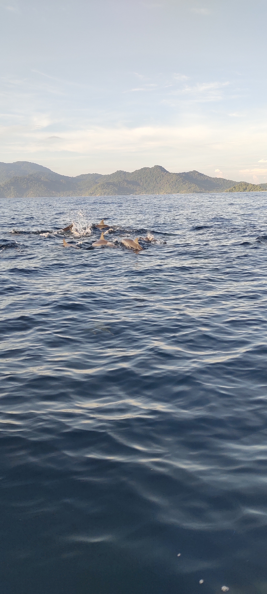 A pod of at least eight dolphins swims in the ocean near Sabang, Indonesia, creating splashes and ripples on the water's surface. The dolphins are mostly submerged, with their backs and fins visible. In the background, lush green hills and mountains rise from the sea under a bright, hazy sky with scattered clouds. The water is a deep blue, with light reflecting off the waves, indicating calm conditions.