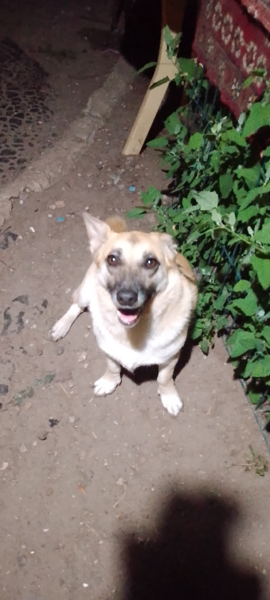 A medium-sized, tan and white dog is sitting on the dirt ground, looking up at the camera. The dog has its mouth open, and its tongue is visible. The background of the image is out of focus, but it appears to be an outdoor setting with some green foliage and a piece of wood. There is no indication of the city of Belgorod, Russia, nor any specific details that would place it there. The image is a close-up shot of the dog, and the lighting suggests it may have been taken at night or in low-light conditions.