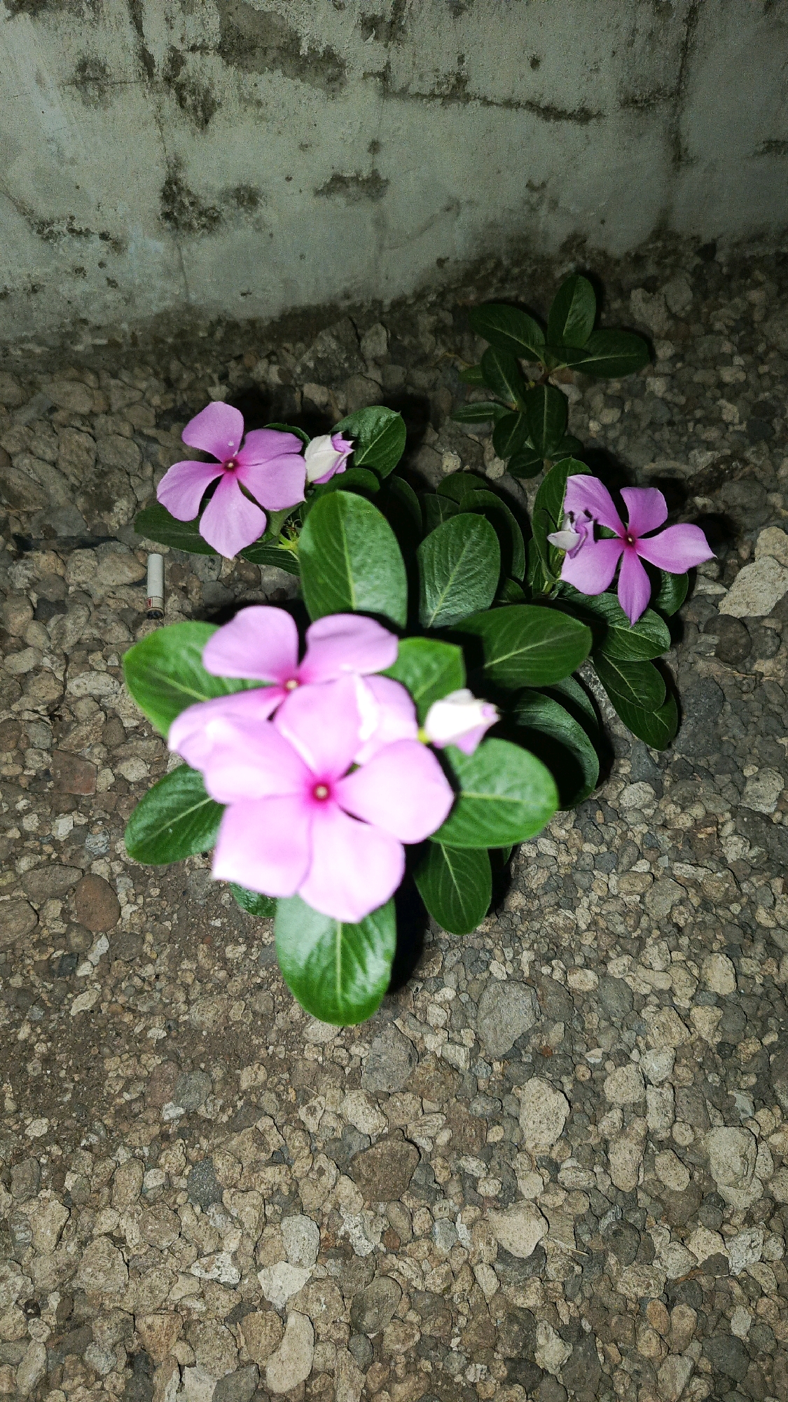 In Babadan, Indonesia, this image captures a close-up view of a small plant with vibrant pink flowers and lush green leaves. The plant is situated outdoors, nestled among a bed of small, gray and brown pebbles. In the background, a textured concrete wall with visible stains and marks suggests a rustic or weathered urban setting. The lighting appears to be artificial, possibly from a low-angle light source, creating soft shadows and highlighting the delicate petals of the flowers. The scene is still and peaceful, emphasizing the natural beauty of the plant against the rough, earthly backdrop.