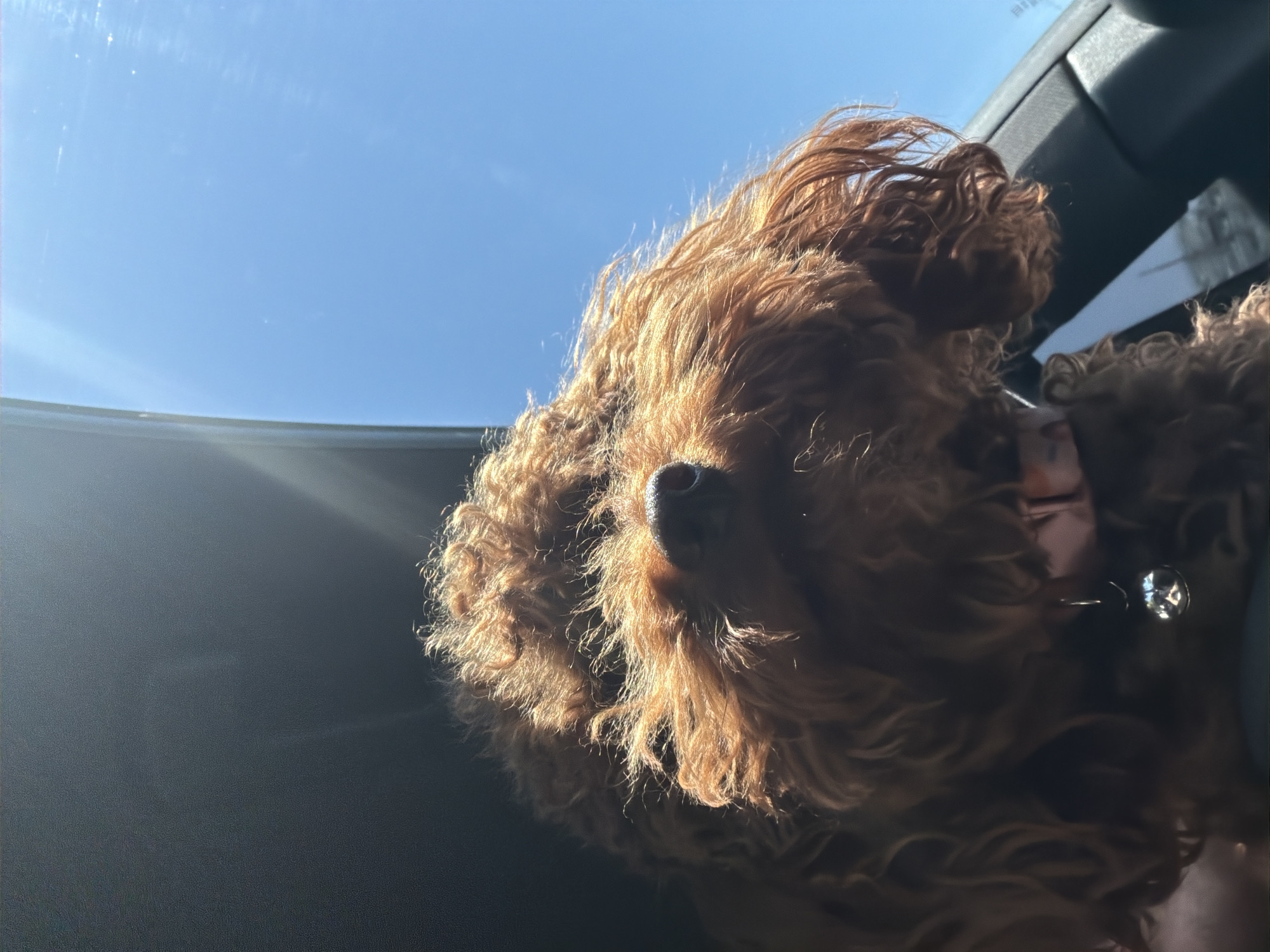 A close-up shot shows a brown, curly-haired dog, possibly a poodle mix, with its nose towards the camera. The dog is seemingly in a car, with a part of the car's interior visible in the lower left and top right of the frame. The sky is visible in the background, appearing bright and clear. The location and specific details about Sofia, Bulgaria are not discernible from the image.