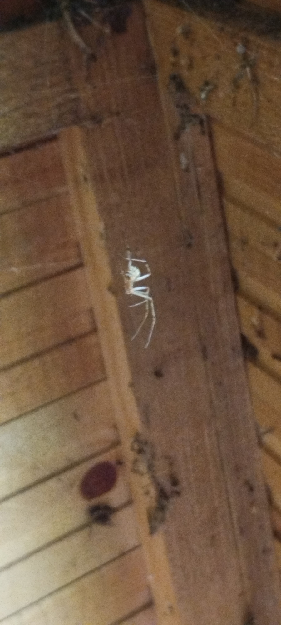 An overhead shot captures a pale spider suspended by a thin thread from a wooden ceiling. The spider is positioned in the center of the frame, its long legs splayed outwards. The wooden planks of the ceiling are clearly visible, running horizontally across the image. The lighting suggests an indoor environment, possibly an attic or a rustic building, with natural light filtering in. No people or other creatures are visible in the frame. The scene is static and devoid of any activity. The location is unspecified.