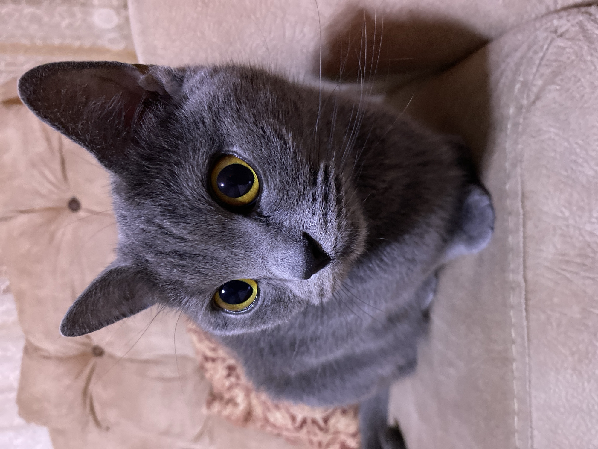 A Russian Blue cat with bright yellow eyes is pictured in a close-up shot, resting on a plush, light brown sofa. The cat's fur is a uniform slate gray, and its ears are pointed and alert. The background consists of the sofa and a textured pillow, both in shades of beige and pink. The lighting appears to be artificial, casting soft shadows. The scene is indoors, and there is no indication of the specific location within Kocasinan, Turkey.