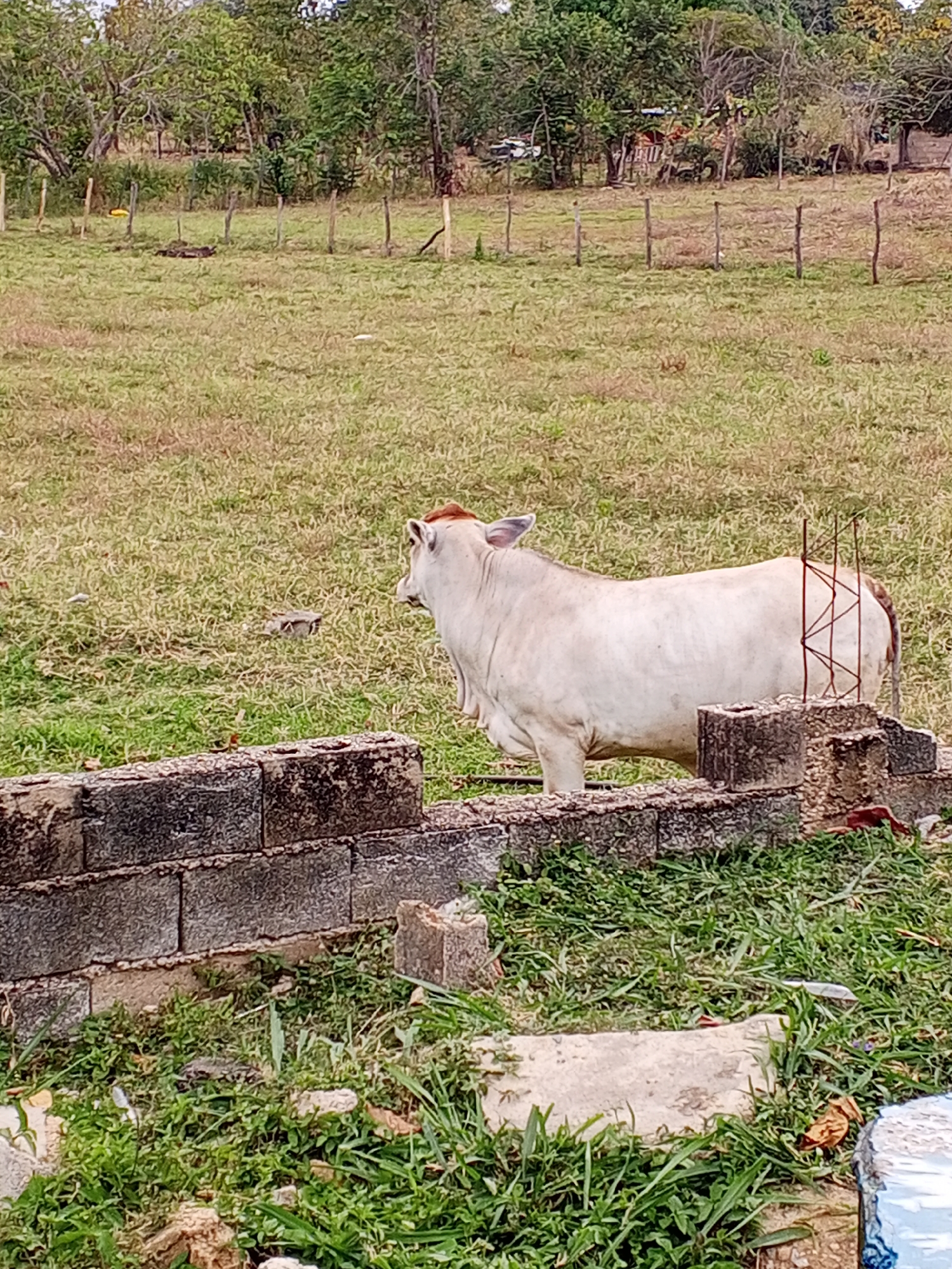 The image shows a Brahman cow standing in a grassy field near a low, partially-constructed cinder block wall in Tinaquillo, Venezuela. A wooden post fence separates the pasture from a tree line in the background. The field is mostly green grass, with some areas of dry, brown grass.
