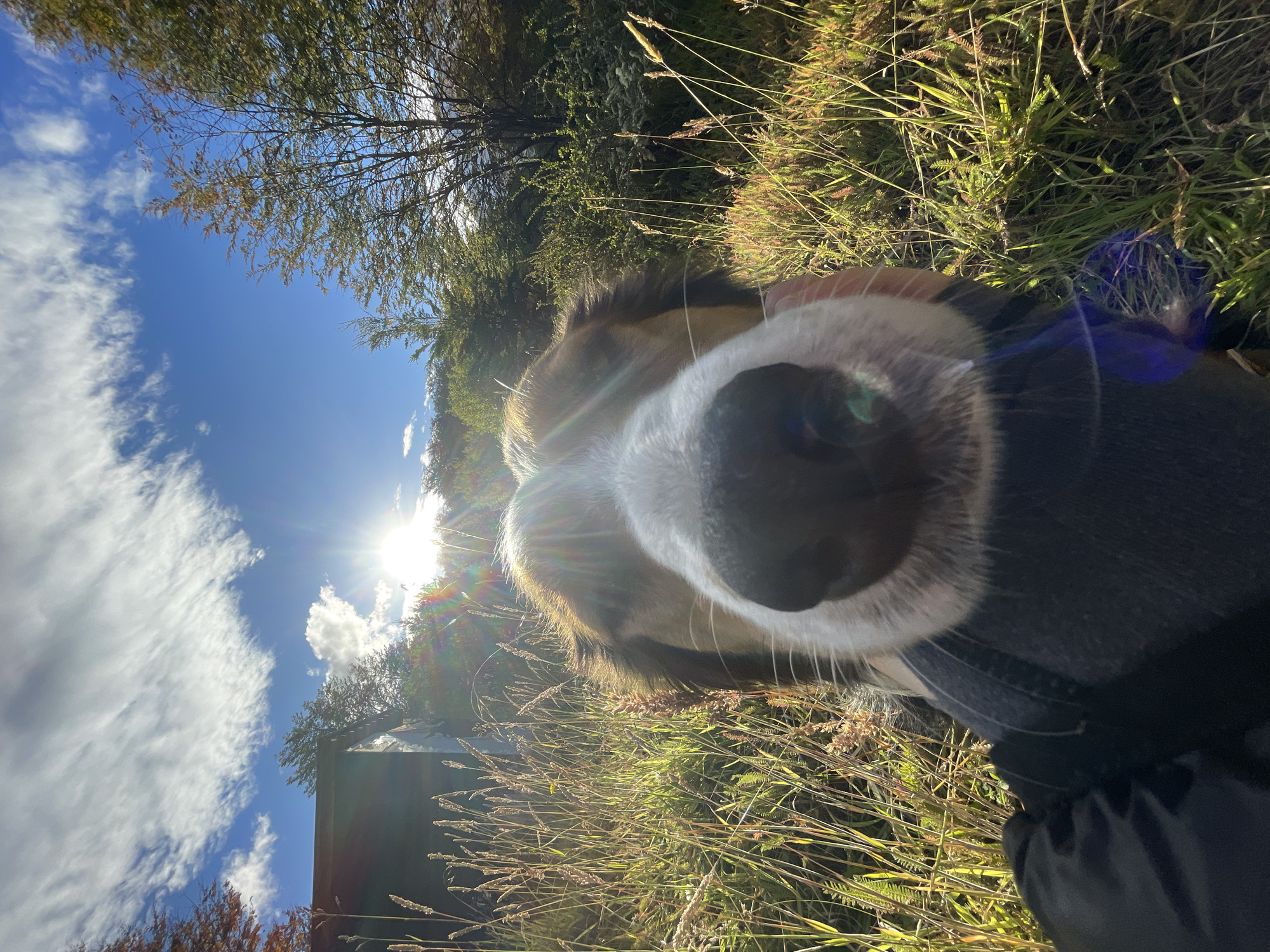 The image shows a close-up of a dog's nose, presumably taken by someone holding the camera very close. The background consists of tall grass illuminated by sunlight, with trees and a bright blue sky with scattered clouds visible in the distance. The location is likely outdoors. The sun is positioned behind the trees. Based on the landscape and the presence of tall grass and trees, it is difficult to definitively identify the specific location as Ushuaia, Argentina, but it's plausibly a natural area in the region, given the region's geography. A person's clothing is visible in the bottom right corner. The dog appears to be interacting with the camera, potentially sniffing at it or simply being close to the photographer.