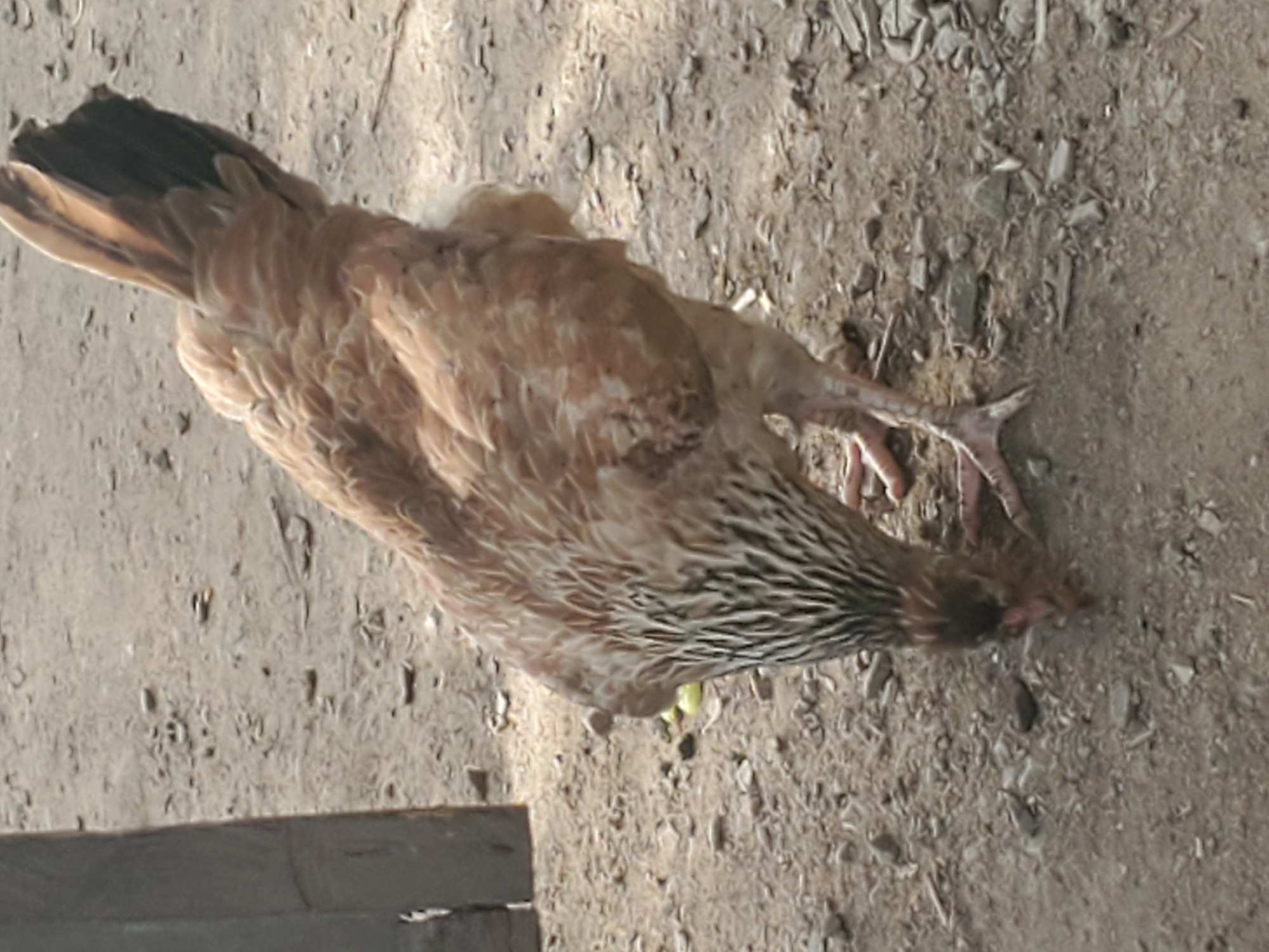 A brown chicken stands on dirt ground. The chicken has dark stripes around its neck and light brown feathers on its body. The image was captured in Mararaba, Nigeria.
