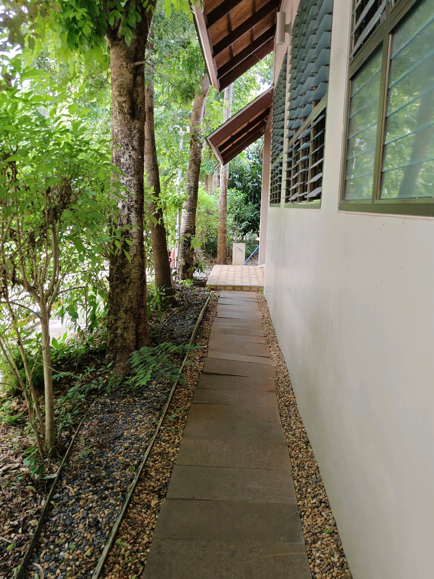 The image depicts a narrow pathway made of dark grey rectangular paving stones, leading alongside a light-colored building with a white wall. To the left of the pathway is a strip of small, mixed-colored pebbles, bordered by a metal strip. Beyond the pebbles is a lush green area with trees, bushes, and undergrowth. Several tree trunks of varying thicknesses are visible, with green leaves forming a canopy overhead. The building features a sloped, wooden-tiled roof and multiple windows with horizontal louvers, which appear to be green. In the background, a small faucet and blue hose are visible near a tiled area. The scene appears to be an outdoor walkway in a tropical or sub-tropical environment, possibly a residential or hospitality setting in Mu Si, Thailand, given the presence of mature trees and the architectural style. There are no people visible in the image.