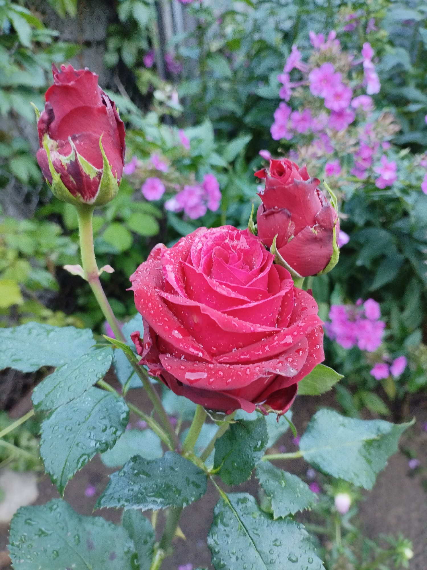 A close-up, low-angle shot shows a blooming red rose with water droplets on its petals and leaves. The rose is in the foreground, with two rose buds on its stem. In the background, there are blurred pink flowers and green foliage. The scene appears to be in a garden. The image is a photograph of the rose in Bialynichy, Belarus.