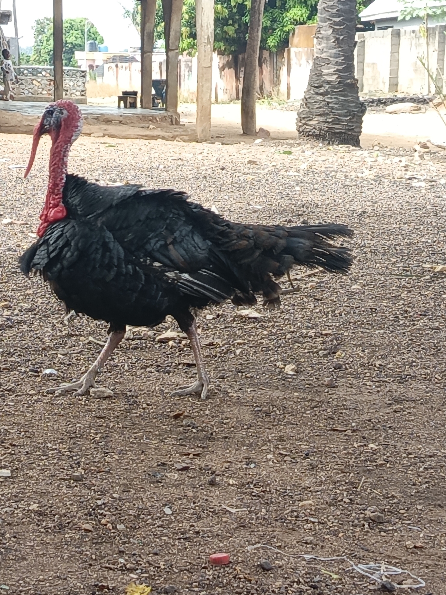 A turkey stands on a gravel ground in Akwanga, Nigeria. The turkey has mostly black plumage with a red head and neck. In the background, there are buildings, wooden posts, and a palm tree. The gravel is mixed with small amounts of litter.
