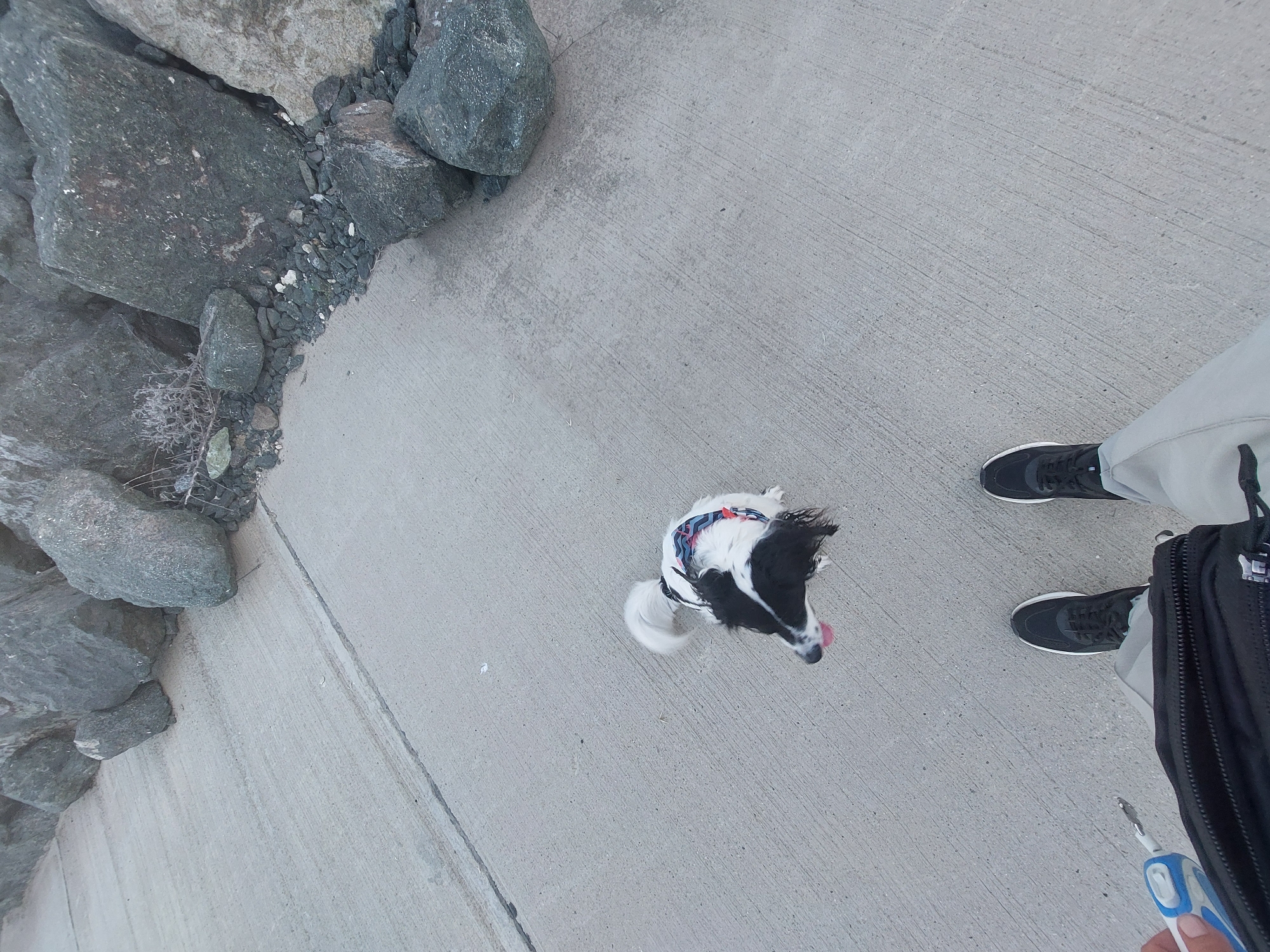 The image shows a concrete walkway next to large grey rocks, likely a coastal area. A black and white dog with a red and blue collar is standing on the walkway, facing the right side of the image, its tongue sticking out. A person wearing grey pants and black running shoes is standing to the right of the dog. A black bag and part of a blue and white object (likely a toothbrush) are also visible next to the person. The location is likely in Tsarevo, Bulgaria, based on additional information not provided in the image itself.