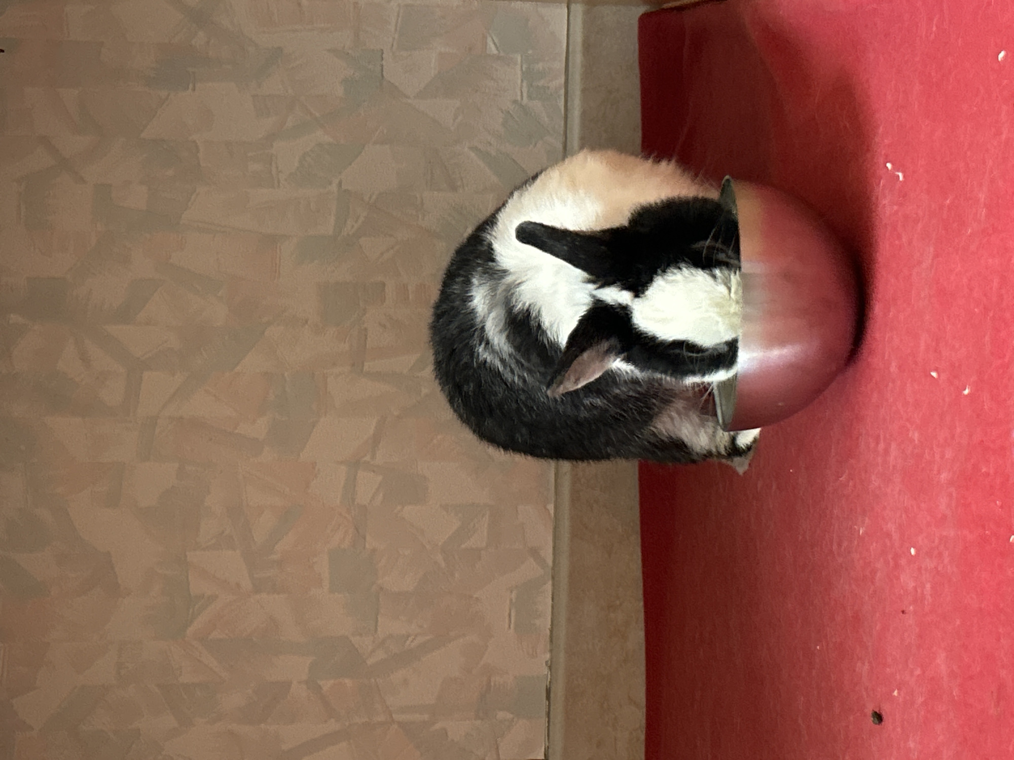 The image, rotated 90 degrees clockwise, features a black and white cat curled up tightly inside a metallic bowl. The cat's fur is primarily black with white patches on its chest, face, and legs, and it appears to be sleeping peacefully, with its head tucked inwards, revealing only its ears and part of its face. The reflective, silver-toned bowl rests on a vivid red surface, which has a matte or slightly textured appearance and shows a few small white specks. To the left, and serving as the background, is a light brown or beige wall, distinguished by a subtle yet distinct geometric pattern that suggests textured wallpaper or embossed tiles. The scene is set indoors, likely within a domestic environment in Truchtersheim, France. The lighting is ambient, without indicating a specific time of day. No text is visible anywhere in the image. The overall impression is one of coziness and a cat enjoying a comfortable rest.
