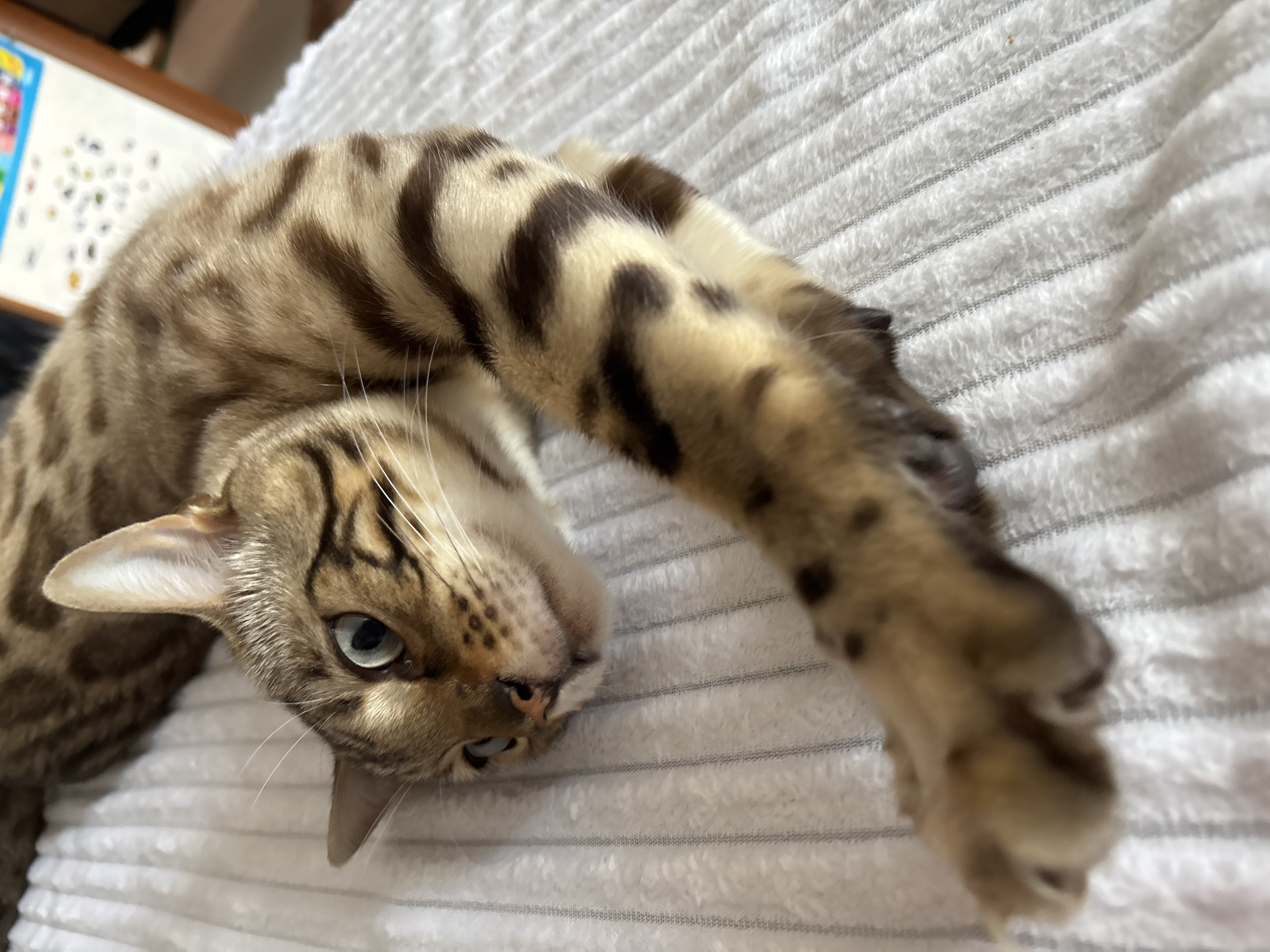 An adult Bengal cat with distinctive spotted markings is lying on its side on a textured white surface, possibly a blanket or comforter. The cat's head is turned to the left, with its eyes open and looking slightly upwards and to the side. Its left front paw is extended forward, with the paw pads visible and relaxed. The background shows a blurred interior environment, with a hint of a wooden frame and a colorful object that might be a poster or a toy. There is no discernible location in Noviy, Russia, or any other city. The image captures a domestic setting.