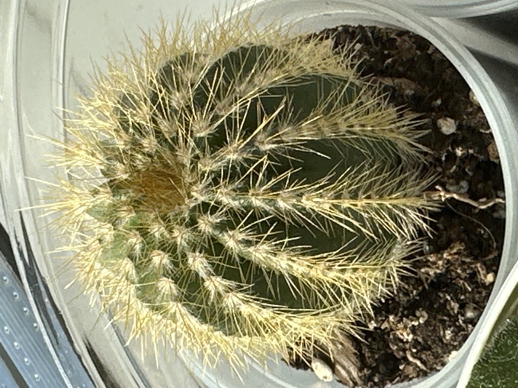 The image shows a close-up, overhead view of a small, spherical cactus in a clear plastic pot. The cactus is dark green with numerous light yellow spines radiating outwards. The soil in the pot is dark brown and appears to be a mixture of soil and small white pebbles. The background shows a blurred, metallic surface with small, circular indentations, possibly a window or shelving unit. The scene is brightly lit, likely by natural light. There are no people or animals visible in the image, and no specific actions are taking place. The location is described as Znamya Oktyabrya, Russia, though this information cannot be independently verified from the image content.