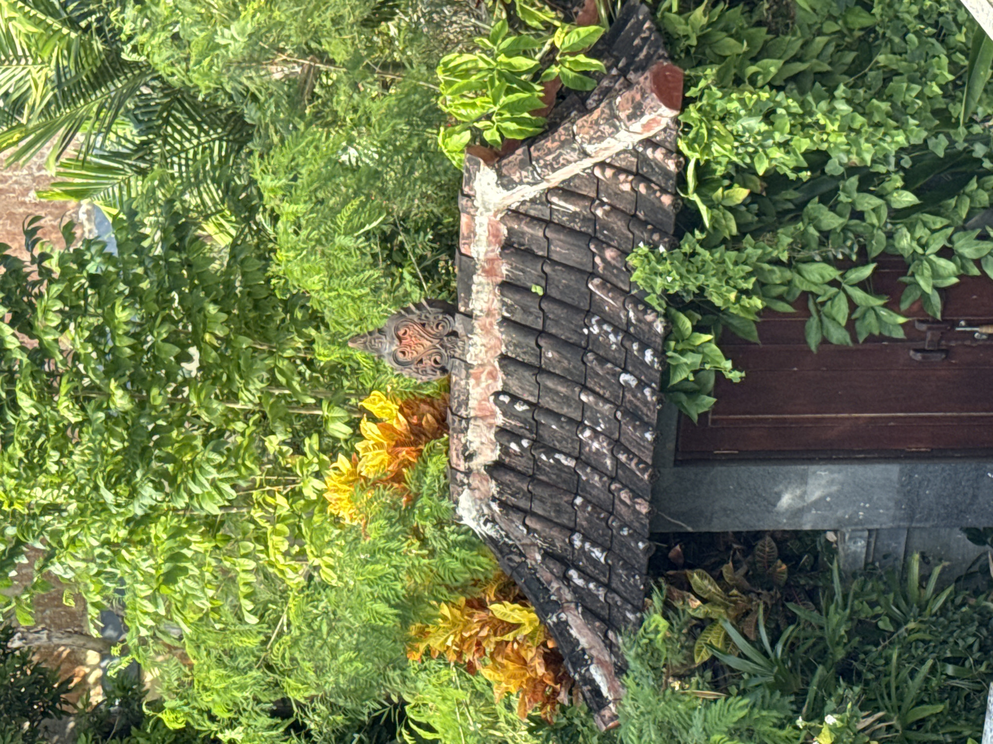 A ground-level, close-up shot shows a section of a roof with dark, weathered tiles in Kuta Selatan, Indonesia. The roofline is bordered by lush, green foliage of various types, partially obscuring the building. To the right, a dark-brown wooden door or panel is visible, set against a concrete base. Some greenery is creeping over the roof tiles. Near the roofline, there is a decorative wooden ornament. The scene is bathed in sunlight.