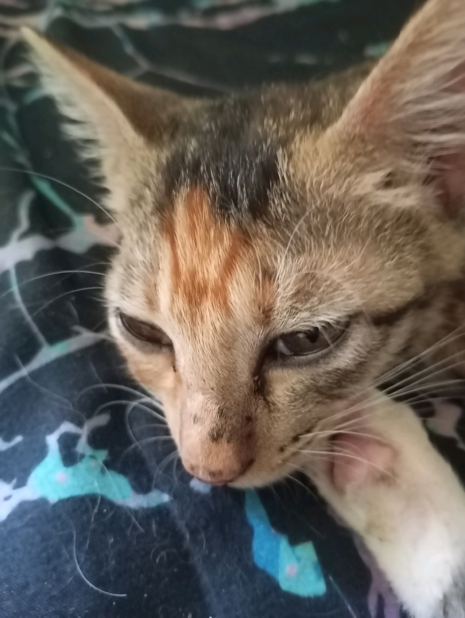 A close-up shot shows the face of a tabby kitten resting on a dark, patterned surface. The kitten's fur is a mix of brown, grey, and orange stripes. Its eyes are partially closed, and its right paw is resting on its face. The background surface appears to be fabric with a dark blue base color and abstract, lighter blue and white patterns. The image was taken in Balikpapan, Indonesia.