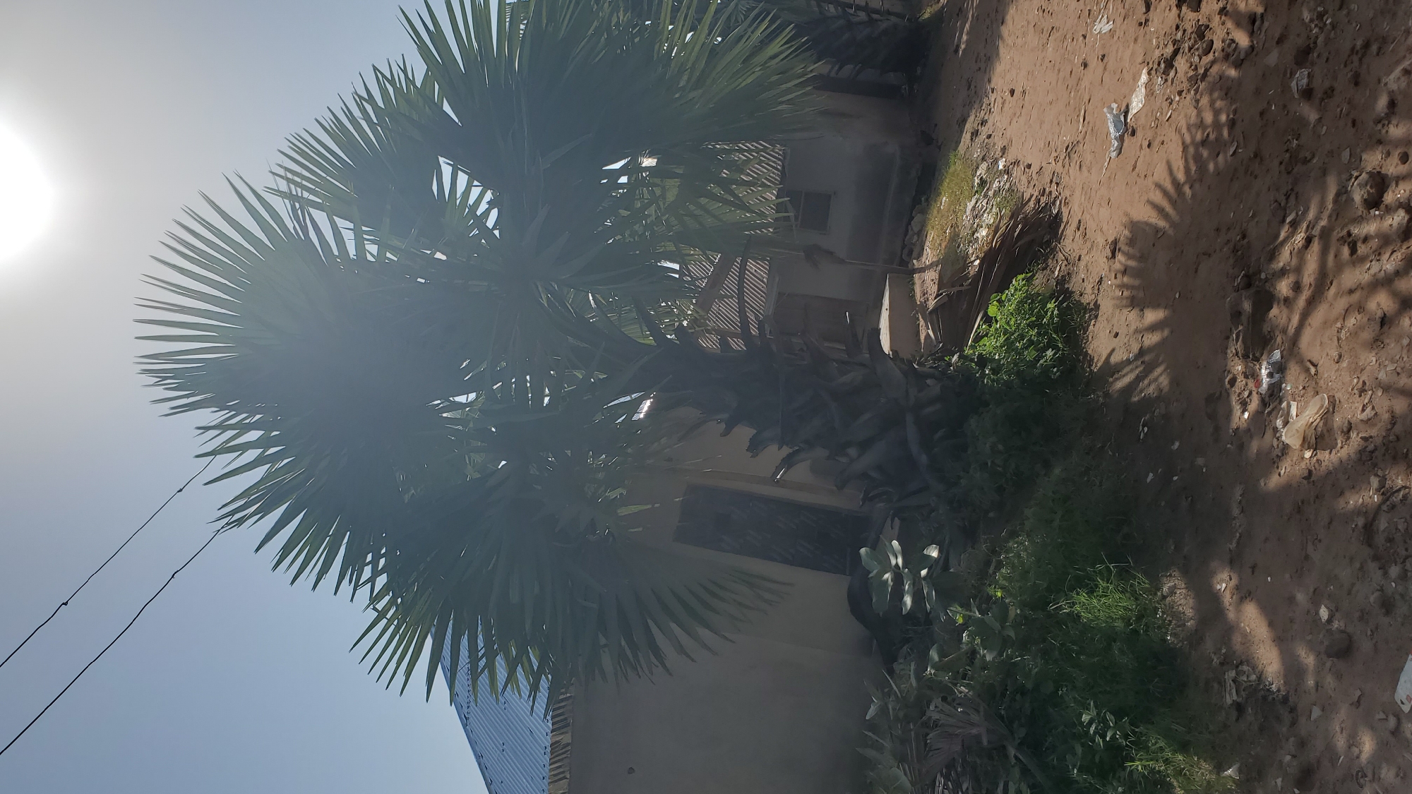 The image depicts a residential scene in Jalingo, Nigeria, under a bright, hazy sun. A large palm tree dominates the foreground, its fan-shaped leaves spreading wide. Behind the tree, a light-colored building with a corrugated metal roof is visible, featuring a dark-colored door and a small window. To the right of this building, another structure with a similar roof and a window can be seen. The ground is a mix of dirt and sparse green vegetation, with some scattered litter present. Overhead, two black wires cross the sky. The overall impression is of a rural or semi-urban dwelling in a tropical climate.