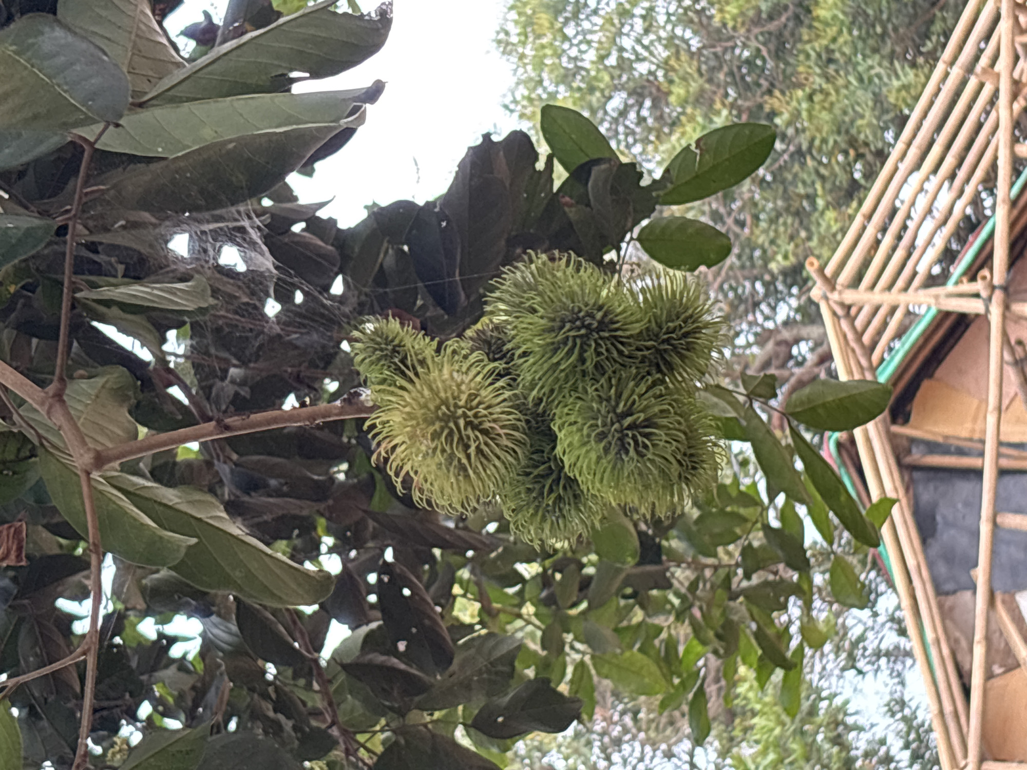 In the city of Taman Rahayu, Indonesia, a close-up shot focuses on a cluster of unripe rambutans hanging from a branch of a tree. The fruits are green and spiky, with fine, hair-like projections covering their surface. They are clustered together, with some slightly overlapping. Behind the rambutans, the leaves of the tree are visible, some dark green and leathery, others a lighter shade, with some evidence of damage such as holes. A delicate spiderweb is also present, clinging to a branch and some of the leaves. Below the tree, a section of a structure made of bamboo poles is visible. The bamboo is arranged in a crisscross pattern, forming a roof-like structure. The background consists of blurred greenery, suggesting more trees and foliage. The sky is overcast and bright. There are no people or animals in the image.
