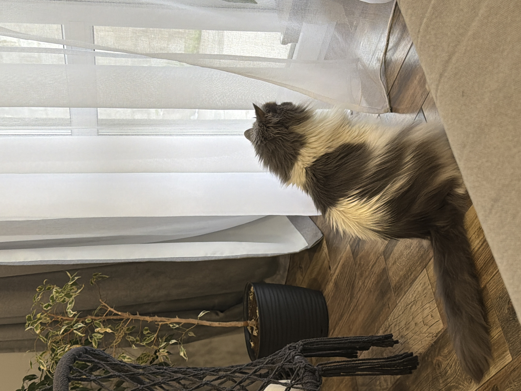 A fluffy gray and white cat is looking out a window covered with white curtains. A potted plant in a black pot sits below the window on a wooden floor. A knitted hammock is also visible near the plant. The image was taken in Chaikovsky, Russia.