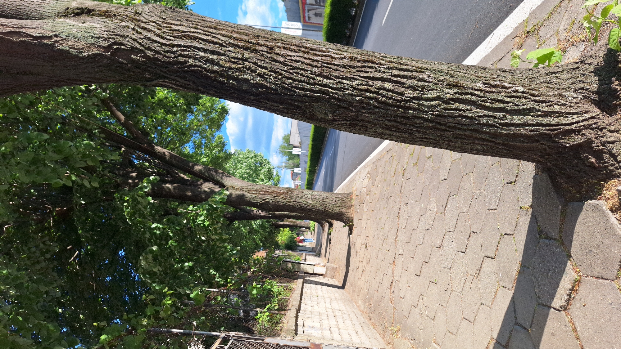 The image depicts a street in an urban environment, possibly in Blagoevgrad, Bulgaria, although there is no definitive evidence to confirm the location. The foreground is dominated by a paved sidewalk made of interlocking hexagonal blocks. Mature trees line the sidewalk. The trunks of the trees are visible along the side of the sidewalk, with the canopies extending over the street. A road runs parallel to the sidewalk, with a white line marking the edge. Beyond the road, there are buildings and greenery. The sky is partially visible through the tree branches, with patches of blue and white clouds. The image suggests a residential or commercial area with a focus on pedestrian accessibility and urban green spaces. There are no people visible.