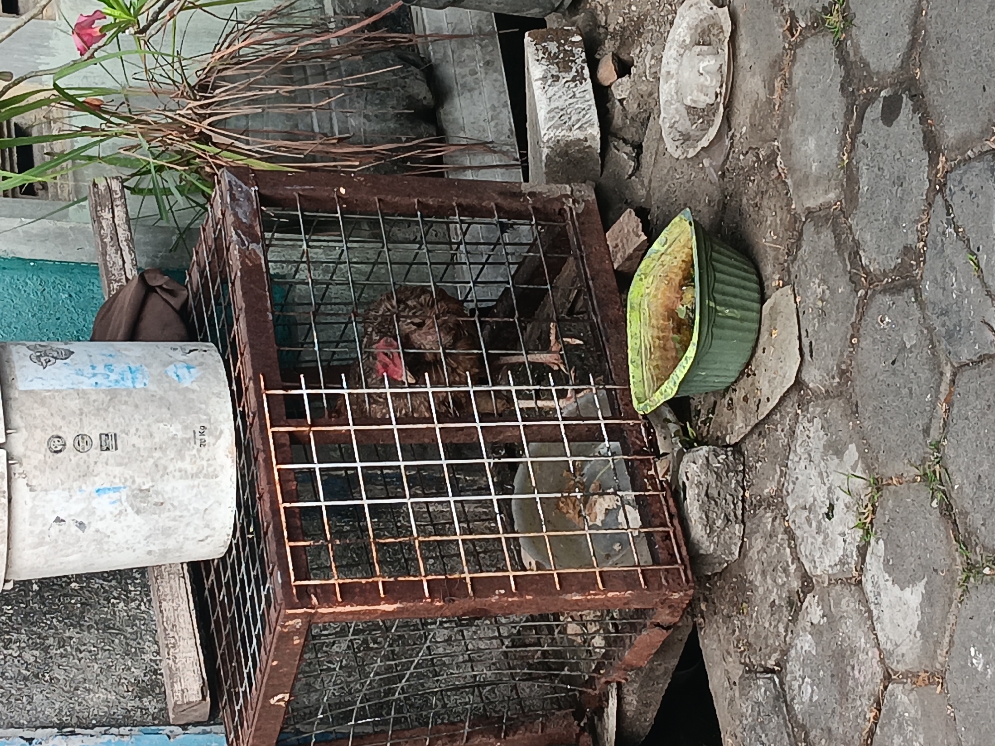 In Batursari, Indonesia, a rusty metal cage sits on a cobbled surface, elevated by two dark wooden planks. Inside the cage, a brown chicken with a red comb is visible. To the left of the cage, a large, weathered white bucket with faded blue markings and the text "20 Kg" is perched on top of a metal grid. To the right of the cage, a green plastic container filled with what appears to be soil and some green vegetation is on the ground, alongside a clear plastic dish containing some debris. The surrounding environment shows a mixture of concrete and rough stone pavement, with some overgrown grass peeking through the cracks. A few bricks and stones are scattered around the cage. In the background, a portion of a building with a textured blue wall and some greenery is visible.