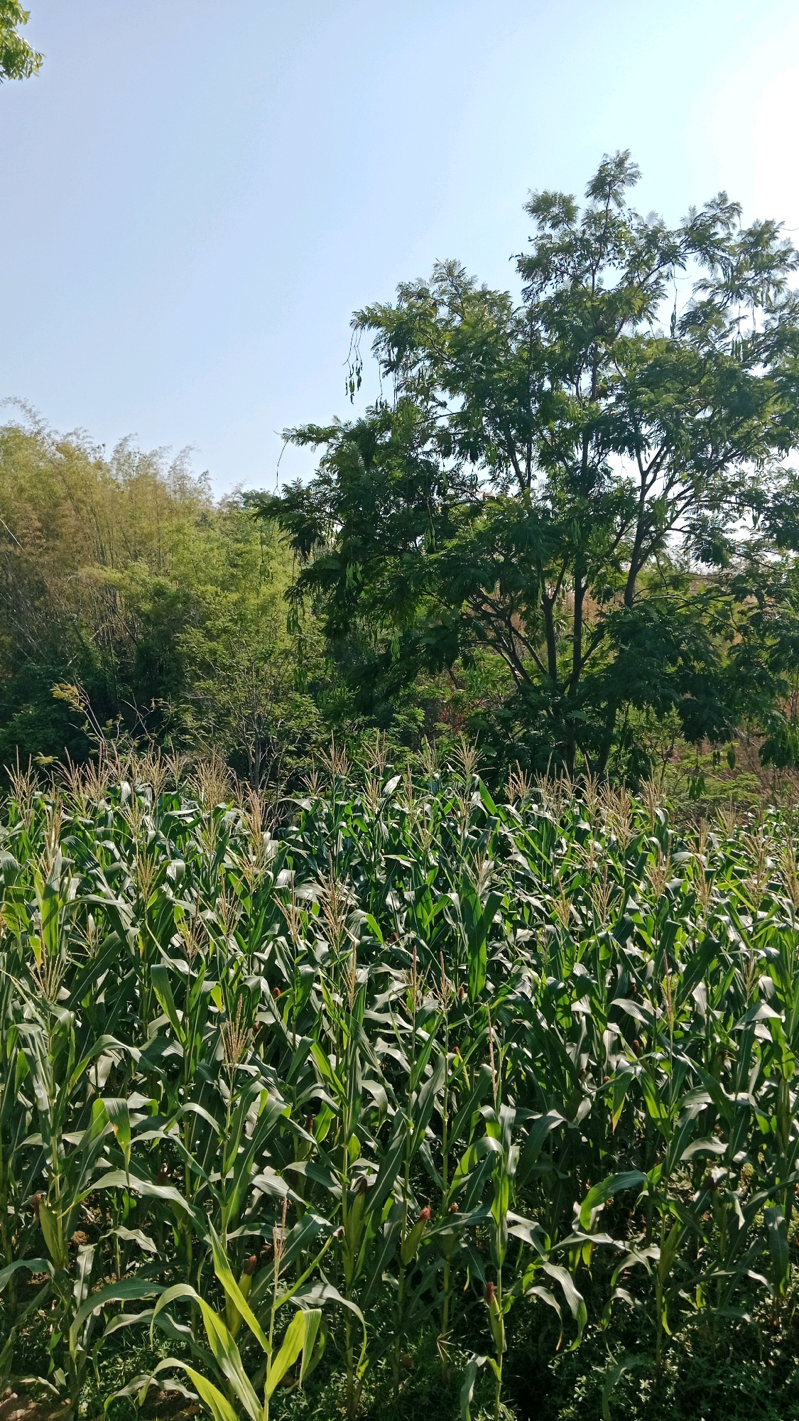 The image depicts a field of young corn plants in the foreground, their green leaves reaching upwards. In the background, a dense cluster of bamboo stalks stands tall and green, interspersed with larger trees, their branches heavy with foliage and long, thin seed pods. The sky above is a clear, pale blue, suggesting a bright, sunny day. The scene is devoid of any human presence. This natural landscape is located in Randusongo, Indonesia.