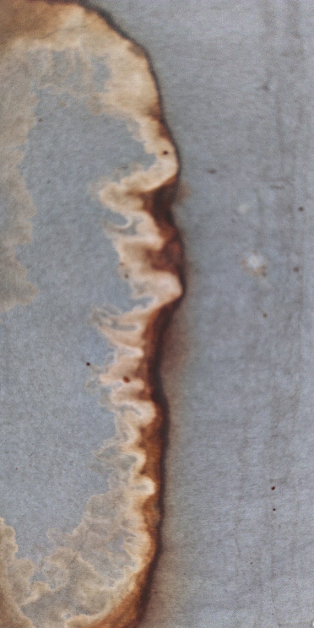 A vertical, abstract image shows a coffee stain on a textured, gray surface. The stain is concentrated along the left side of the frame, forming a wavy, organic shape with varying shades of brown and beige. The texture of the gray surface appears slightly rough, with small dark specks visible throughout. The lighting is soft and diffused, casting no discernible shadows. There are no people, animals, or identifiable objects present. The image is undated and location is unknown.