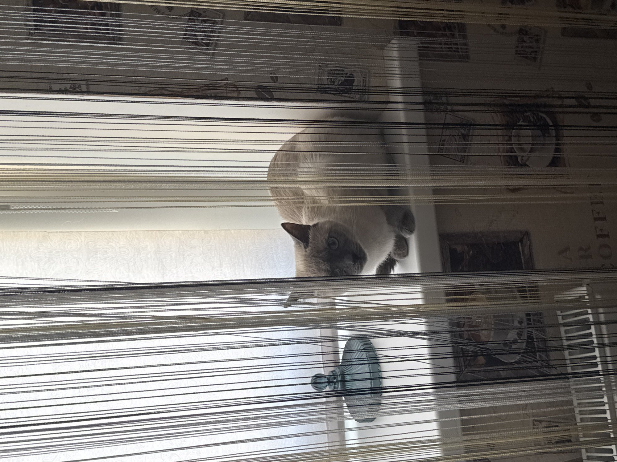 A Siamese cat is sitting on a white windowsill, partially obscured by string curtains. The cat is light brown with darker points on its ears and face, and has blue eyes. To the left of the cat on the windowsill is a small, blue, glass decorative object with a spherical top. The background wall is covered with wallpaper featuring a repeating pattern of decorative elements and images, including what appears to be vintage coffee-related imagery. The scene is indoors, likely in a residential setting. The location of this scene is not specified in the image or its metadata.