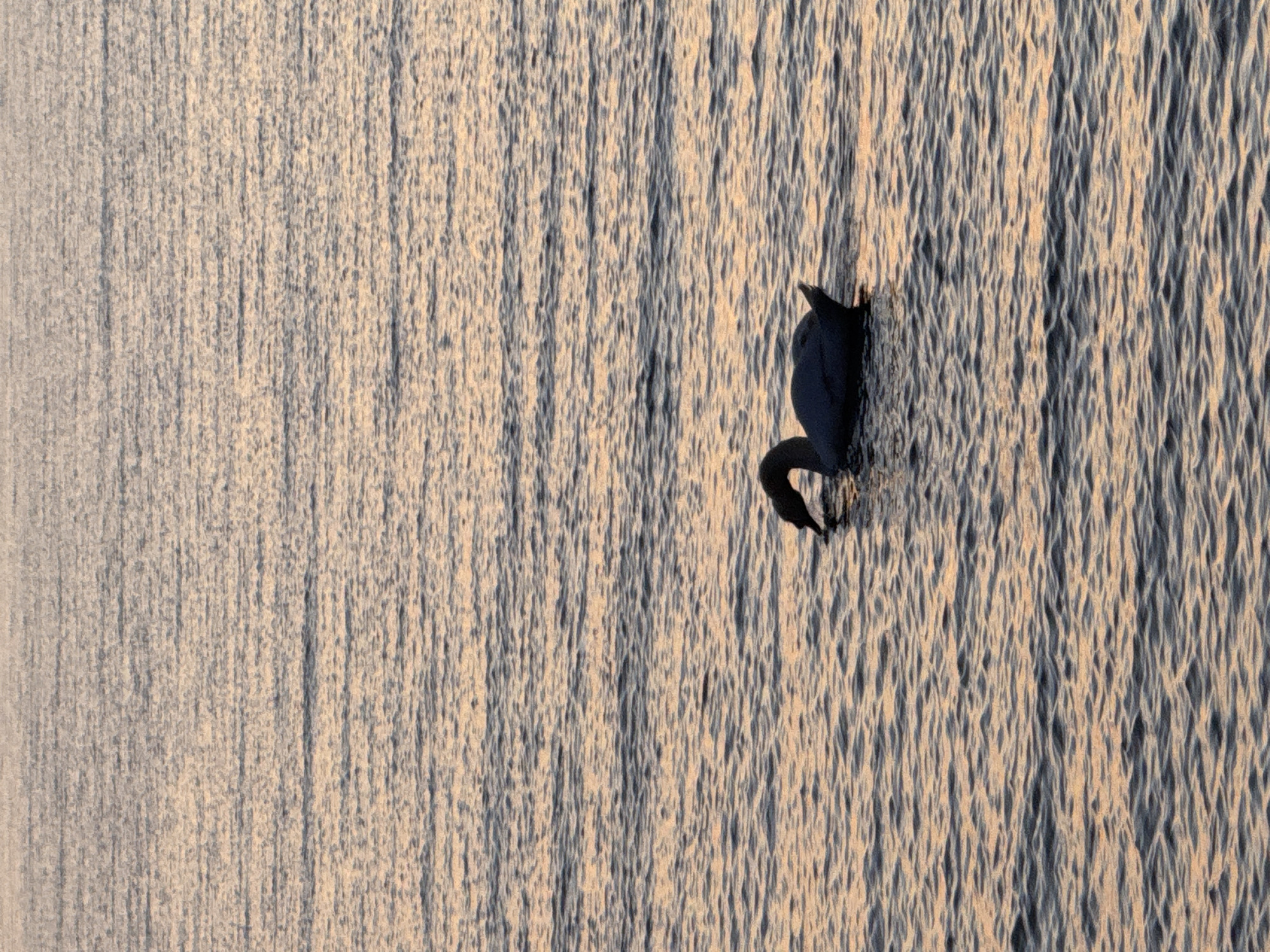 A lone, dark swan swims on the surface of a body of water. The water exhibits a rippled texture, reflecting the soft, warm hues of what appears to be either sunrise or sunset. The swan is positioned in the lower-middle section of the frame, facing towards the left and dipping its head towards the water, possibly feeding. The background is entirely composed of the textured water surface, creating a sense of vastness and tranquility. The scene is devoid of any discernible man-made structures or any other living beings. The image lacks any specific landmarks that would definitively place it within Tallinn, Estonia.