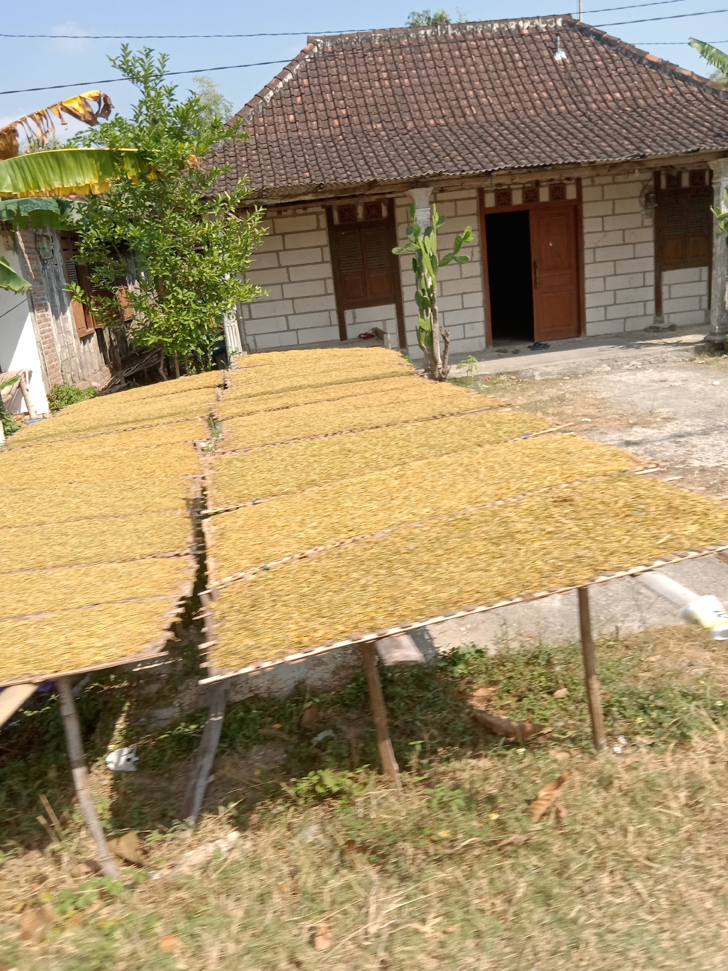 This image captures a sun-drenched scene in Balongrejo, Indonesia, where tobacco is being dried outdoors. The focal point is a series of raised platforms covered with vast quantities of dried tobacco leaves, creating a golden expanse that dominates the foreground and midground. These platforms are supported by wooden structures, allowing for air circulation and sun exposure. In the background, a traditional Indonesian house stands with a terracotta tiled roof, white brick walls, and wooden doors and windows. The house is nestled amidst lush greenery, with banana leaves visible on the left and a small tree. The ground surrounding the house and platforms is a mix of dirt and sparse vegetation. The overall atmosphere is one of rural industry and agricultural activity.