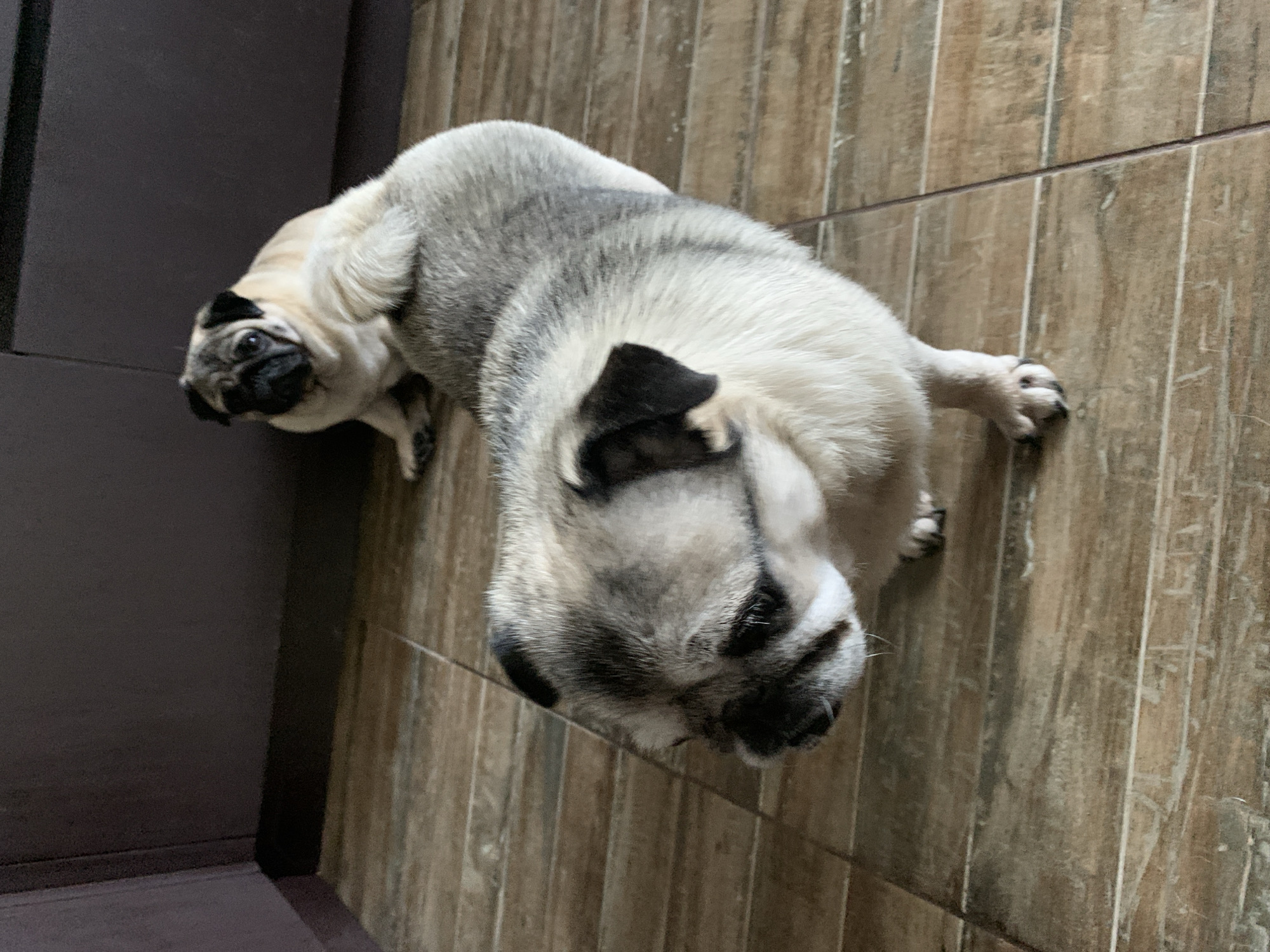 Two pugs are on a wooden floor. The pug in the foreground is larger and is facing to the left, with its head and front paws visible. Its fur is a mix of grey and white. The pug in the background is smaller and lighter in color, sitting down and facing forward. It is positioned behind the larger pug, with its body slightly obscuring the foreground pug's back. The background is a dark, solid color, suggesting cabinetry or a wall. The floorboards are a warm, medium brown with visible grain. The image appears to be taken indoors in a residential setting. The specific location of Sergeevo, Russia is not visually discernible from the image itself.