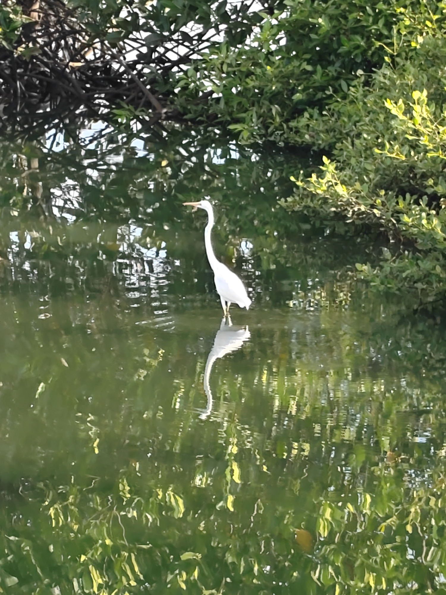 A great egret stands in shallow, green-tinted water near the edge of dense vegetation. The bird is white with a long neck and beak. Its reflection is visible in the water. The environment consists of trees and greenery. This image was likely taken in Lhokseumawe, Indonesia.