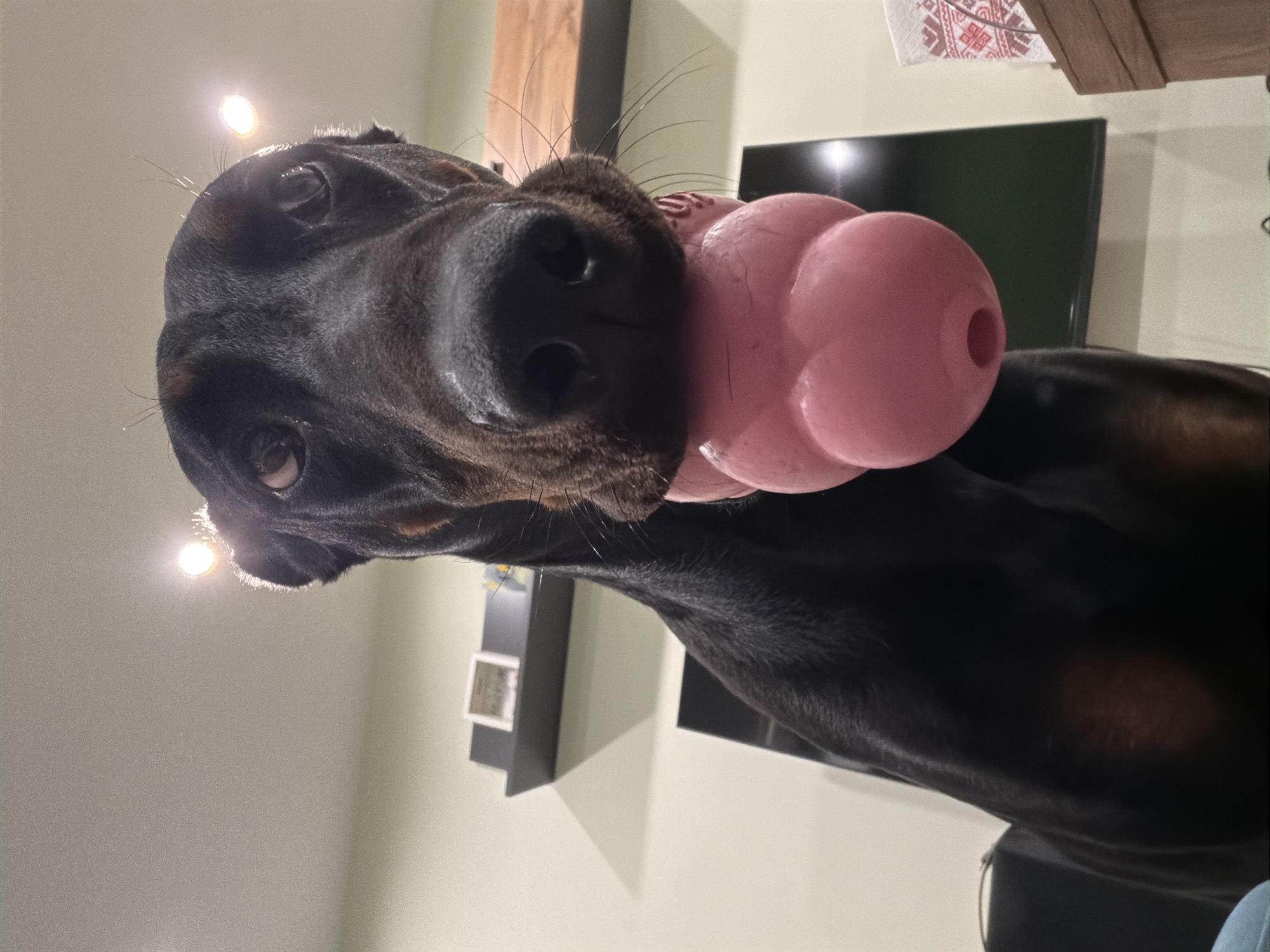 A black and tan Doberman Pinscher is depicted from a low-angle perspective within an indoor domestic setting in Sofia, Bulgaria. The dog, positioned centrally, looks upwards towards the camera while firmly holding a pink, multi-lobed Kong toy in its mouth. Its eyes reflect bright overhead light sources, one of which is prominently visible as a glare in the upper right quadrant. The background consists of light-colored walls, a dark floating shelf on the left, and a large, dark television screen partially visible behind the dog's lower body. To the right, a wooden surface supports an item covered with a white textile featuring a red pattern. Artificial lighting illuminates the scene.
