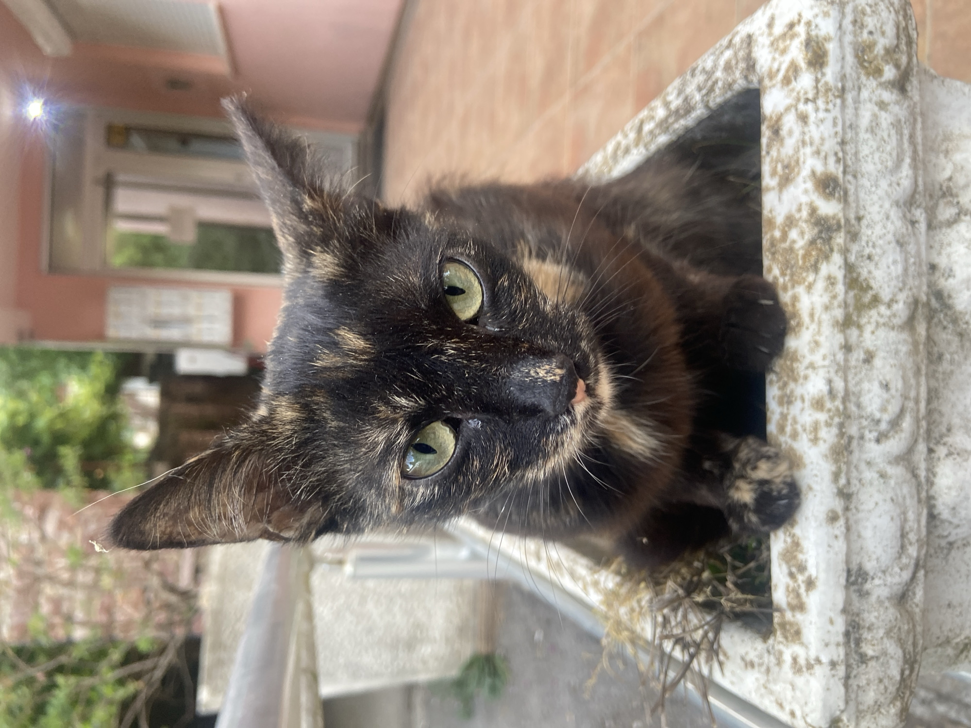 A close-up, angled shot features a tortoiseshell cat resting inside a weathered, rectangular planter. The cat, with its distinctive mottled fur pattern of black and brown, gazes directly at the camera with green eyes. The planter itself appears old and is coated in patches of discoloration. The cat's paws are visible, resting on what appears to be dried plant material inside the planter. The background shows a blurred cityscape with a glimpse of greenery. The light is bright, causing a lens flare in the upper left. The location is likely an urban area.
