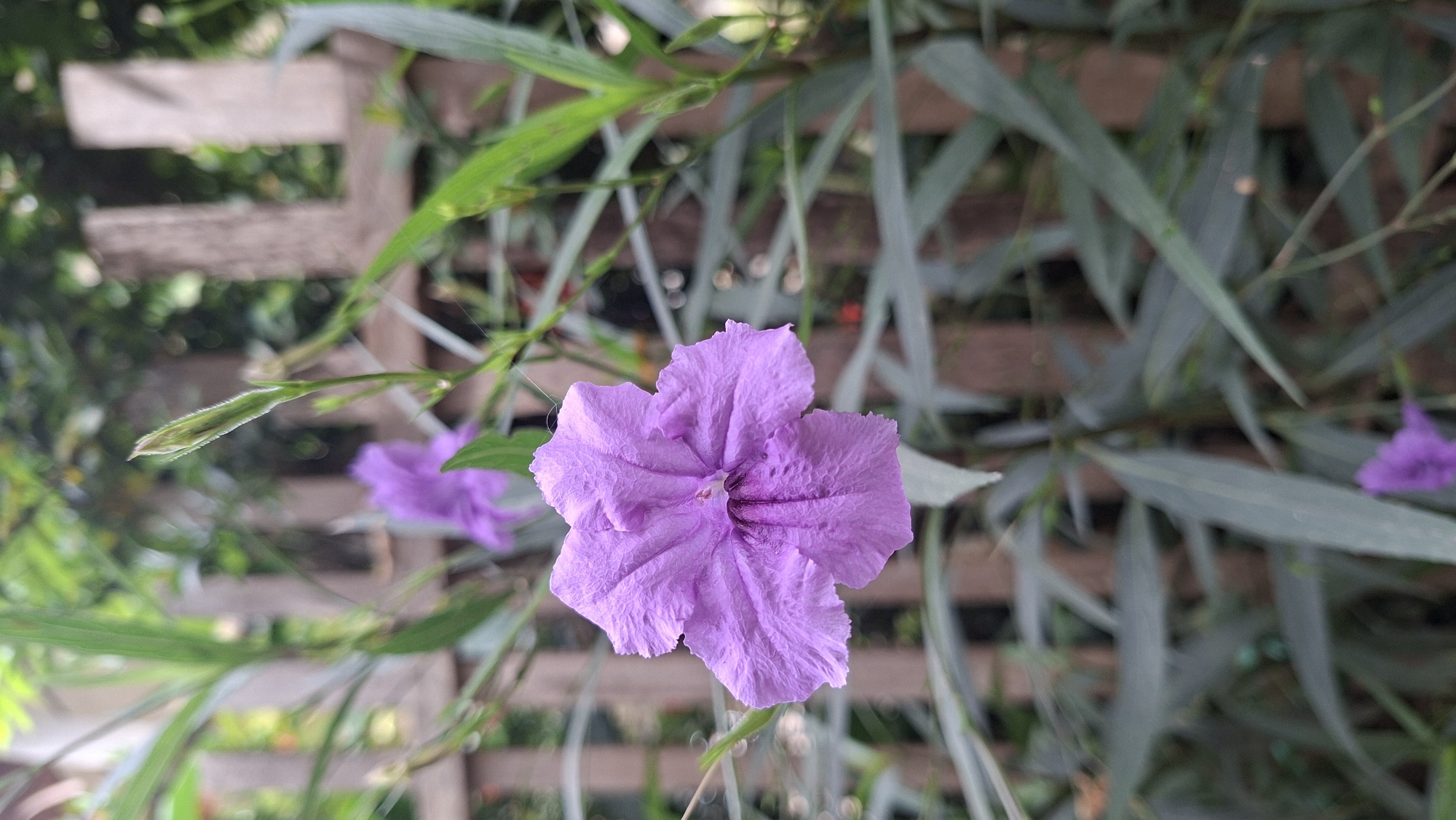 This media file features a close-up, eye-level shot of a vibrant purple flower with five ruffled petals. The flower is the central subject, in sharp focus, with its textured petals and delicate pistil clearly visible. Surrounding the flower is lush greenery, including long, slender leaves and thin stems. In the background, a wooden lattice structure is visible, partially obscured by the foliage. The lattice appears weathered, suggesting an outdoor setting. The overall scene evokes a sense of natural beauty and tranquility. The lighting suggests it could be daytime, likely under natural light, and the presence of dew or moisture on some leaves indicates a potentially humid or recently rained-on environment. The colors are rich and saturated, particularly the purple of the flower and the deep greens of the leaves. There is no visible text in the image. The context of Kutaglumpang, Indonesia, suggests a tropical or subtropical climate, which aligns with the abundant plant life depicted.