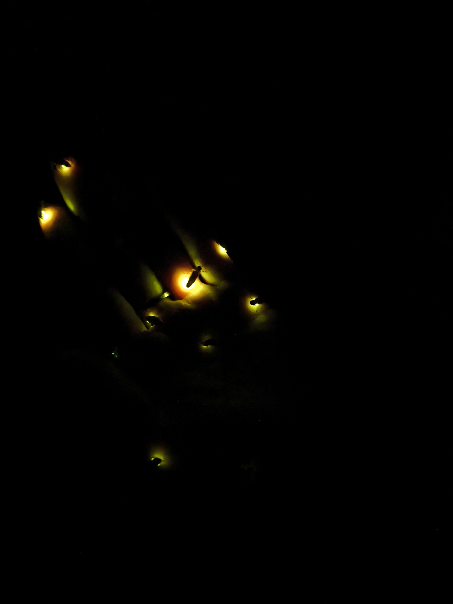 The image shows a cluster of fireflies in the dark. The fireflies emit a soft, yellow-green light, creating small points of illumination against the black background. The location is unknown.