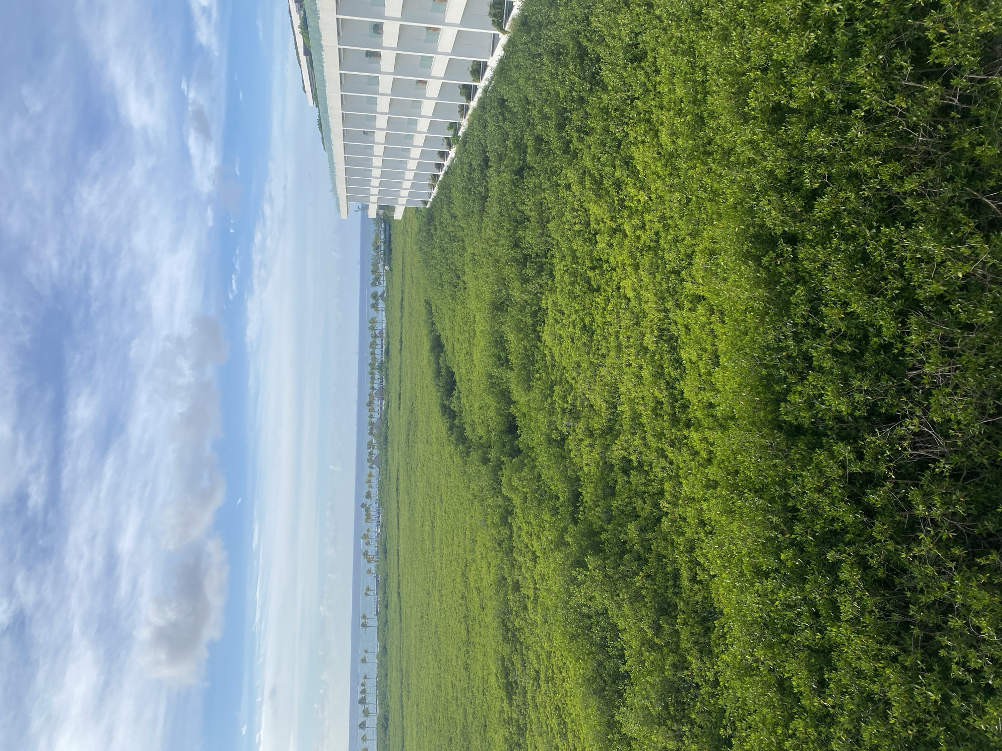 A high-angle, sideways view shows the edge of a building with white horizontal and vertical architectural detailing, next to a dense expanse of green vegetation, likely a forest or dense shrubs. In the distance, there's a line of palm trees along the coastline, suggesting a beach or coastal area. Beyond that, the ocean extends to the horizon under a sky with clouds. Given the location is El Caracol, Mexico, the vegetation could be mangrove forest due to the coastal environment. There are no people visible. The focus is on the juxtaposition of the modern building with the natural environment.