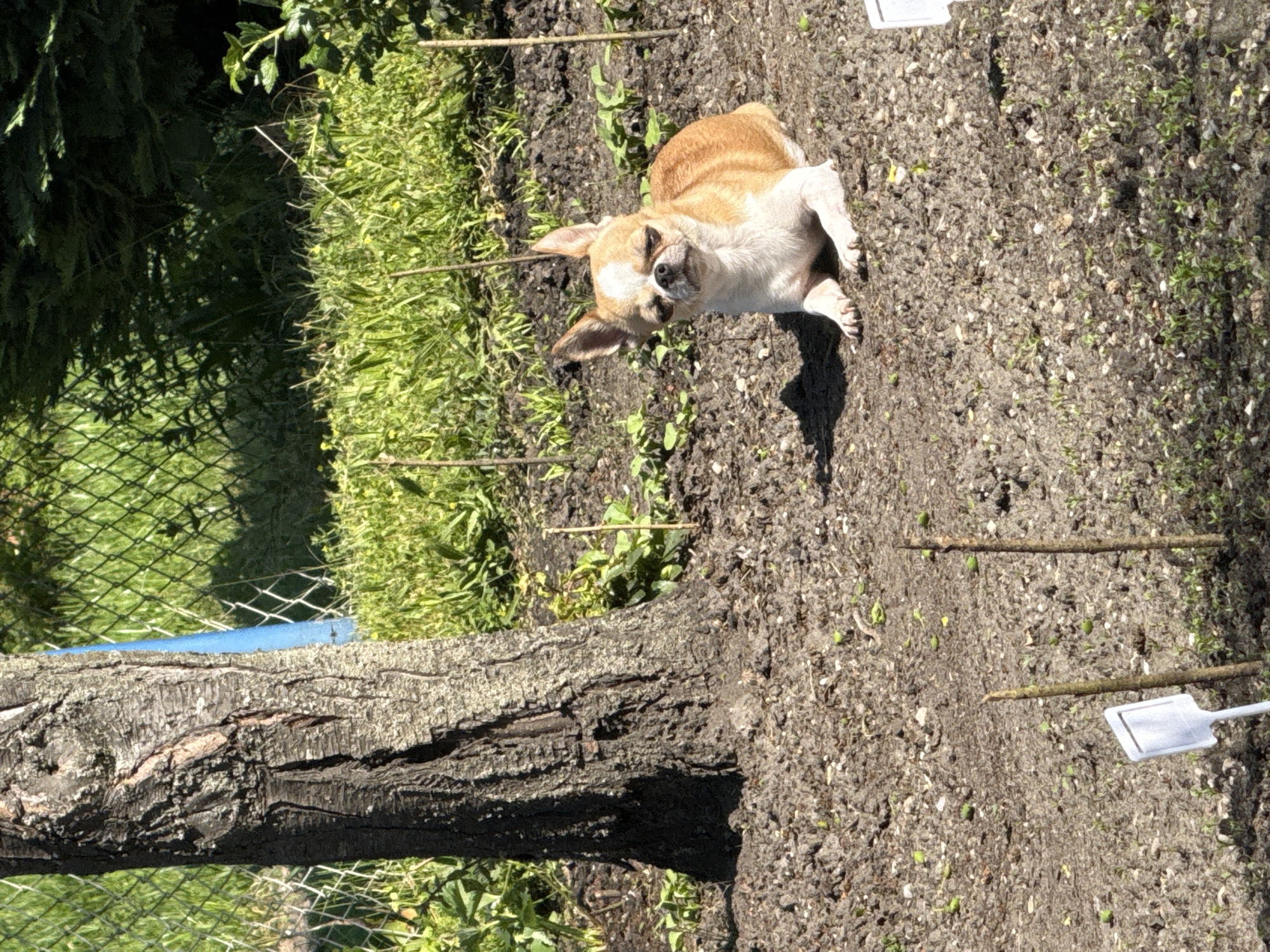 In an outdoor setting in Lauchhammer, Germany, a tan and white chihuahua lies on its side on cultivated soil. A tree trunk is situated to the left of the dog, and a chain-link fence is visible behind the tree. Vegetation is growing adjacent to the soil where the dog is lying. Thin sticks and small white plant markers are placed in the soil. The lighting is bright and the scene is captured in a static, eye-level shot. There are no people visible in the scene. The overall environment suggests a garden or yard setting.