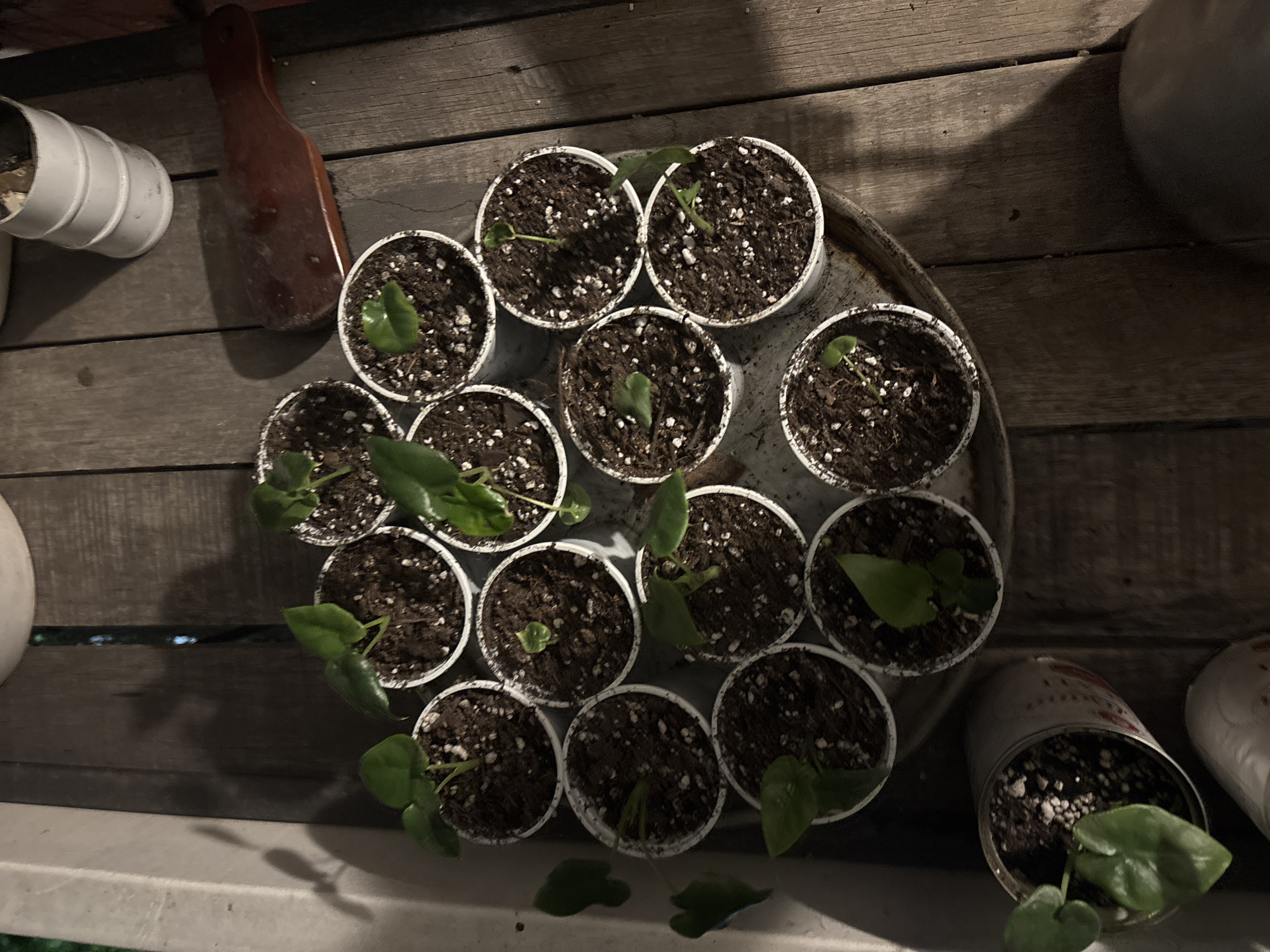 The image shows a collection of small plants in white plastic cups, arranged on a circular metal tray on top of a weathered wooden surface. There are about 15 cups, most containing one or two small green leaves emerging from dark potting soil. The cups are densely packed on the tray. To the left of the tray, on the wooden surface, are several stacked white plastic pots, a brown wooden object (possibly a gardening tool), and part of a large white ceramic pot. To the right of the tray, there's a large ceramic pot and a metal can containing potting soil and a small plant. A few leaves have fallen from the plants and rest on the surface below the tray. The lighting is dim, suggesting an indoor or shaded outdoor environment. The location appears to be Buenos Aires, Argentina, based on the style of the wooden surface and the types of plants, which are commonly found in Argentinian homes. The scene depicts a small-scale plant propagation or gardening setup.